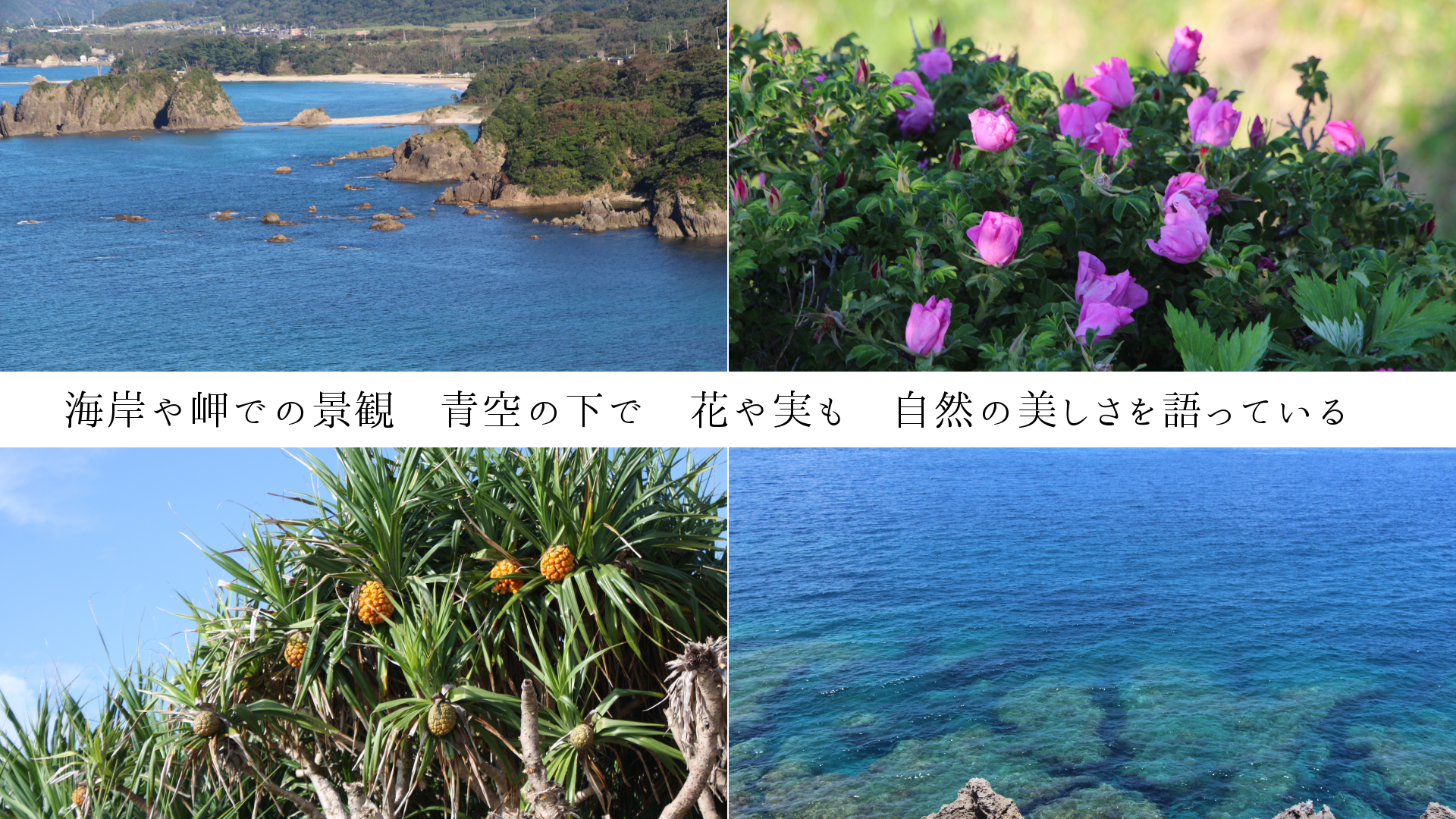 海岸や岬での景観　青空の下で　花や実も　自然の美しさを語っている　