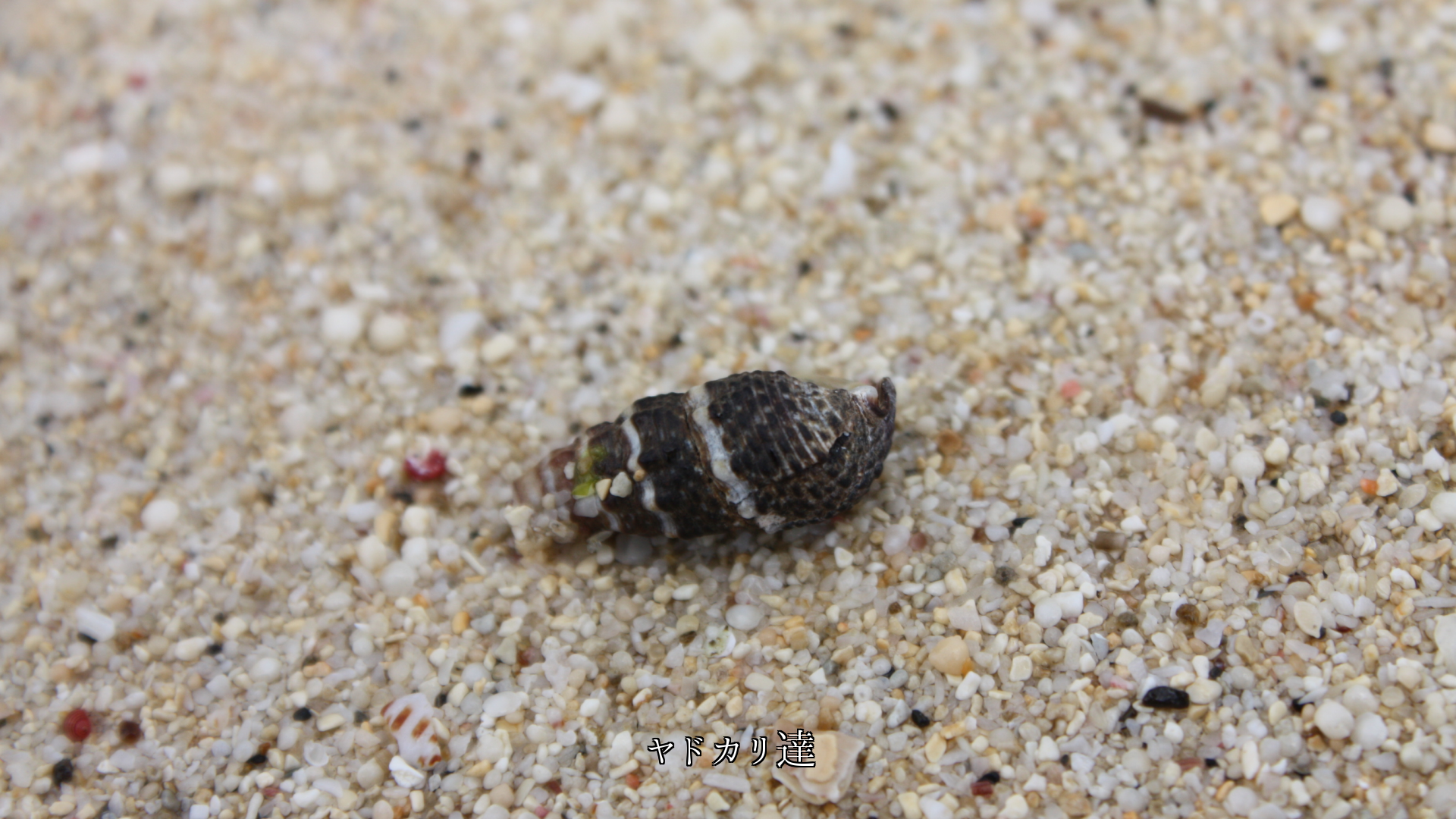 海岸の干潟や砂浜　波打ち際で　小動物たちは　一生懸命に生きている　　