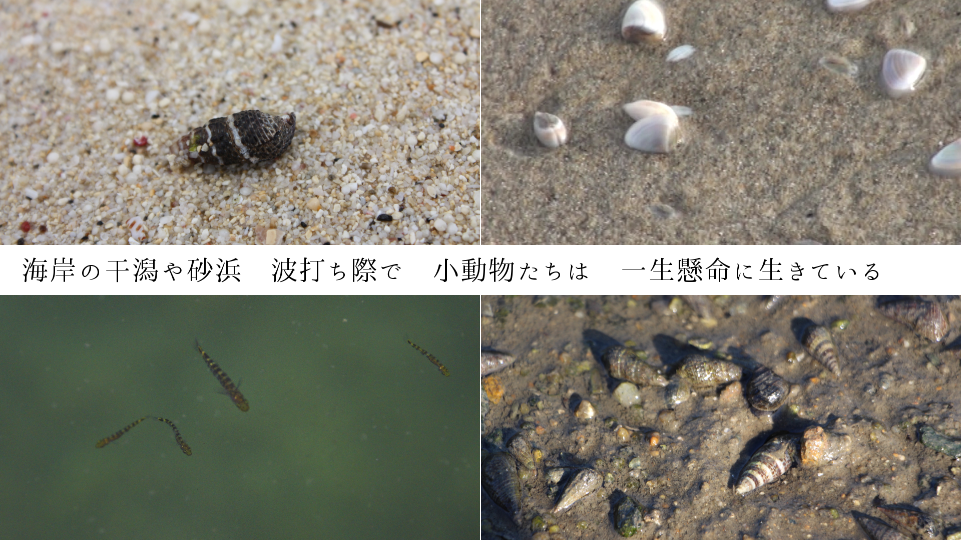 海岸の干潟や砂浜　波打ち際で　小動物たちは　一生懸命に生きている　　