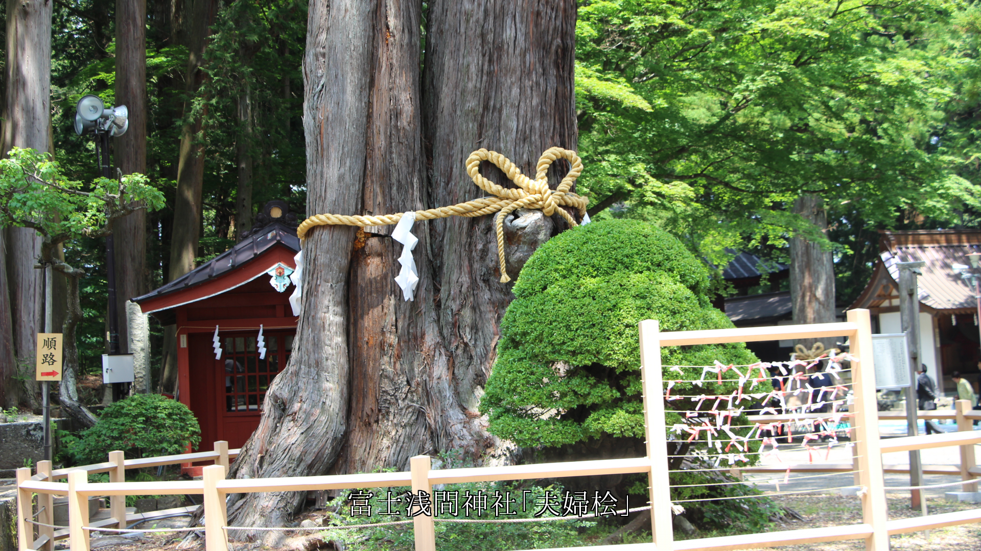 夫婦の名がついた古い巨木　寺社や名園で　絆の強さを語る
