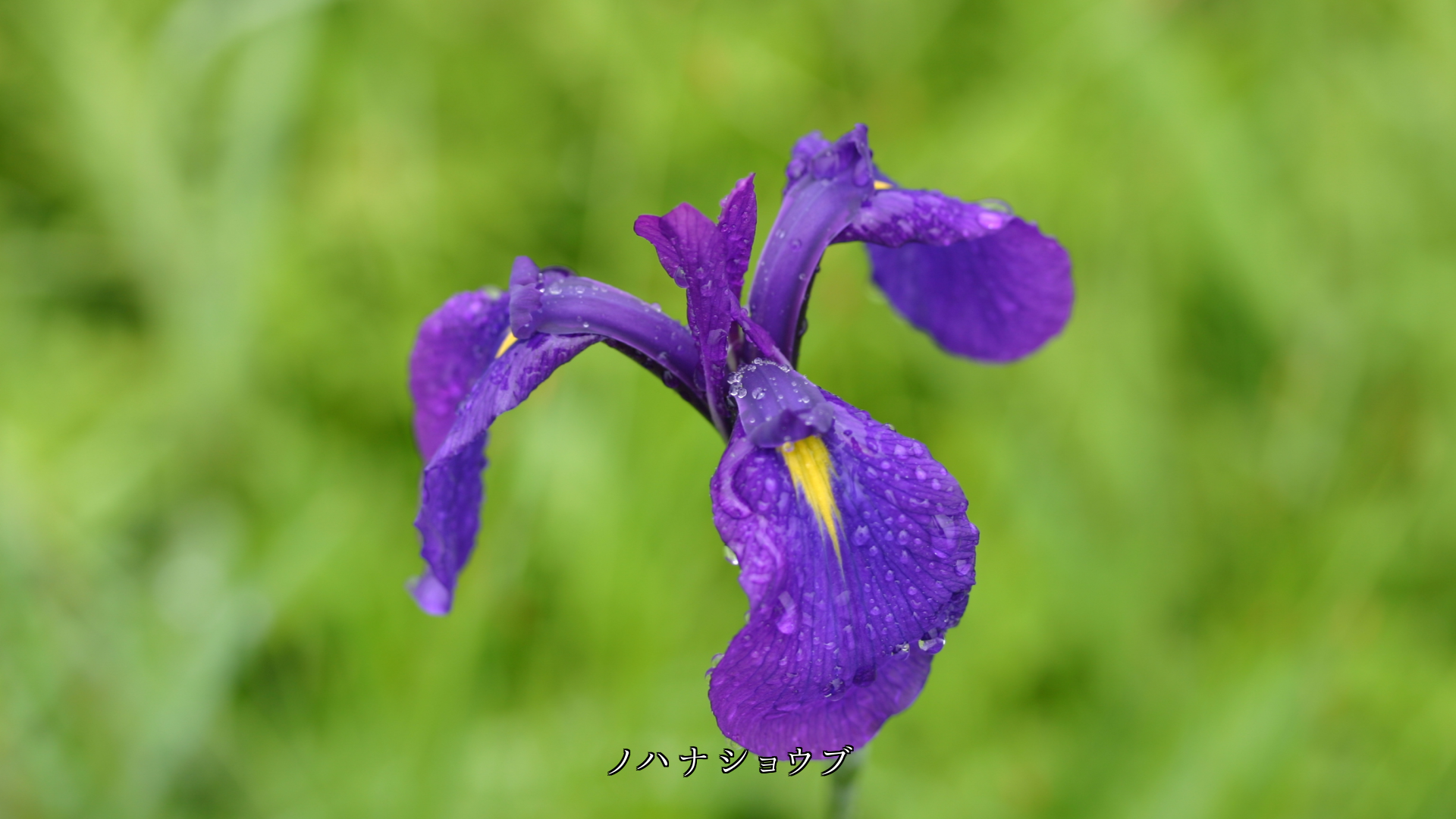 ��ũ��Ǩ�줿��Ȣ���ι⸶�β֤��������Ĥ��������餫�����䤫�ˤʤ�