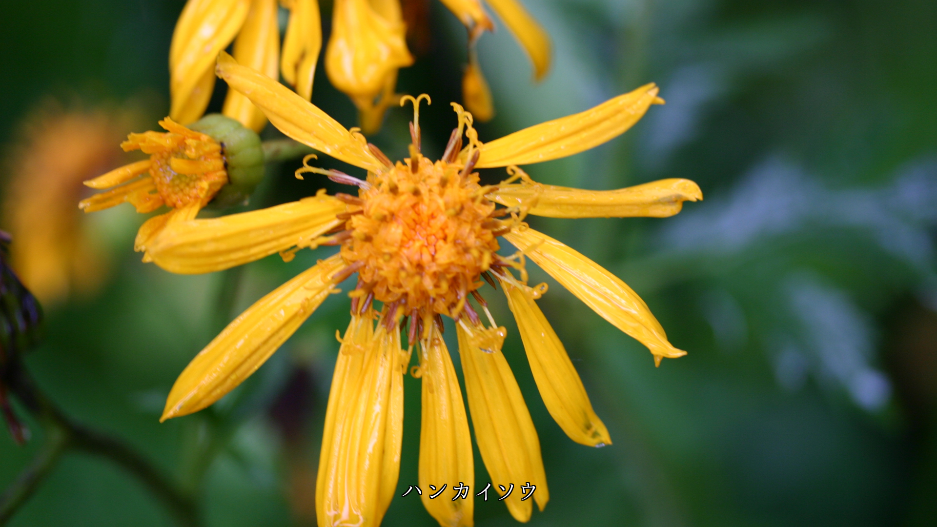 ��ũ��Ǩ�줿��Ȣ���ι⸶�β֤��������Ĥ��������餫�����䤫�ˤʤ�