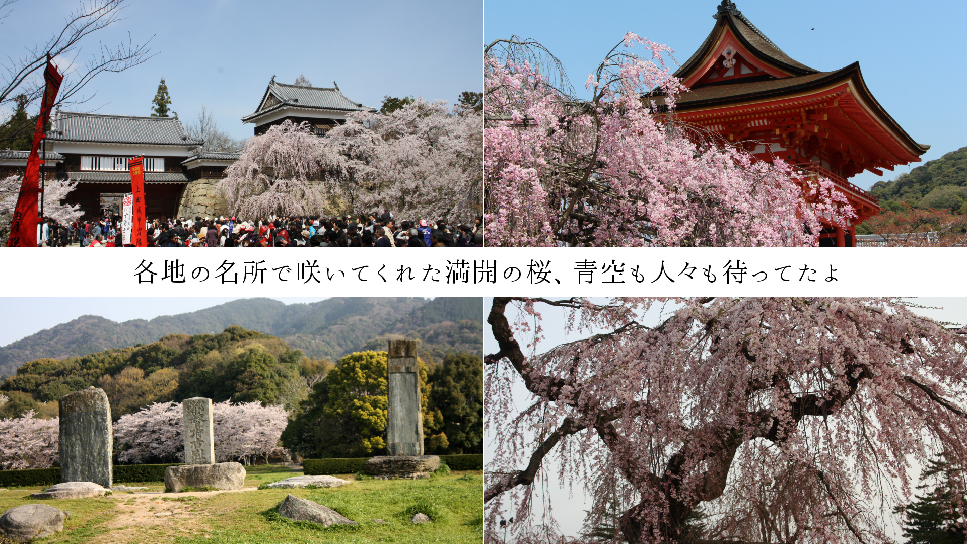 各地の名所で咲いてくれた満開の桜、青空も人々も待ってたよ