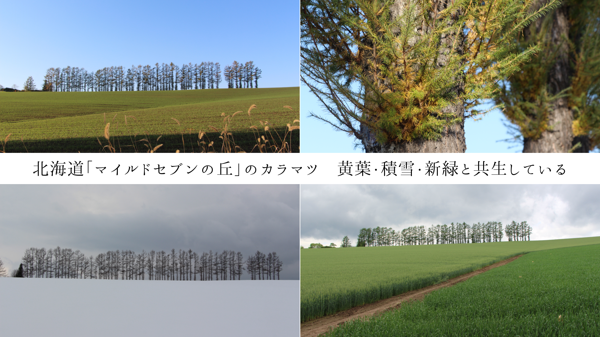 北海道「マイルドセブンの丘」のカラマツ　黄葉・積雪・新緑と共生している