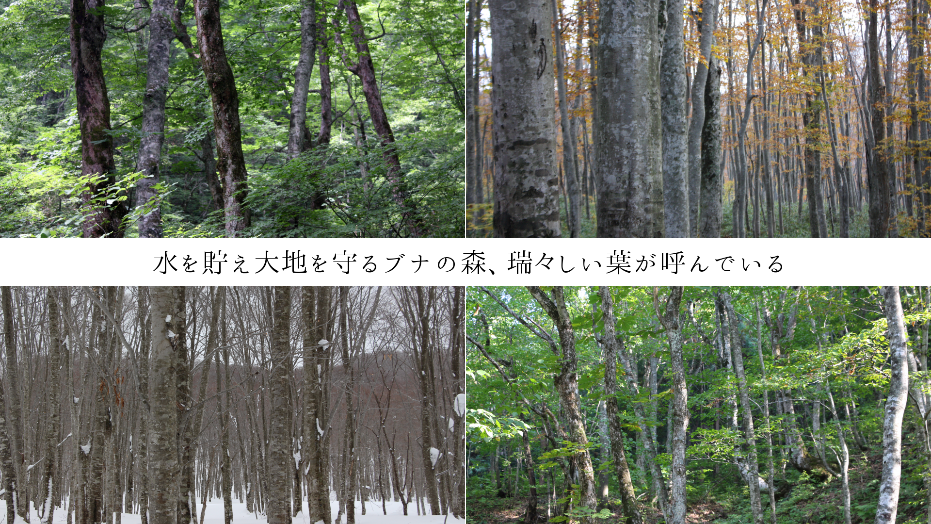 水を貯え大地を守るブナの森、瑞々しい葉が呼んでいる