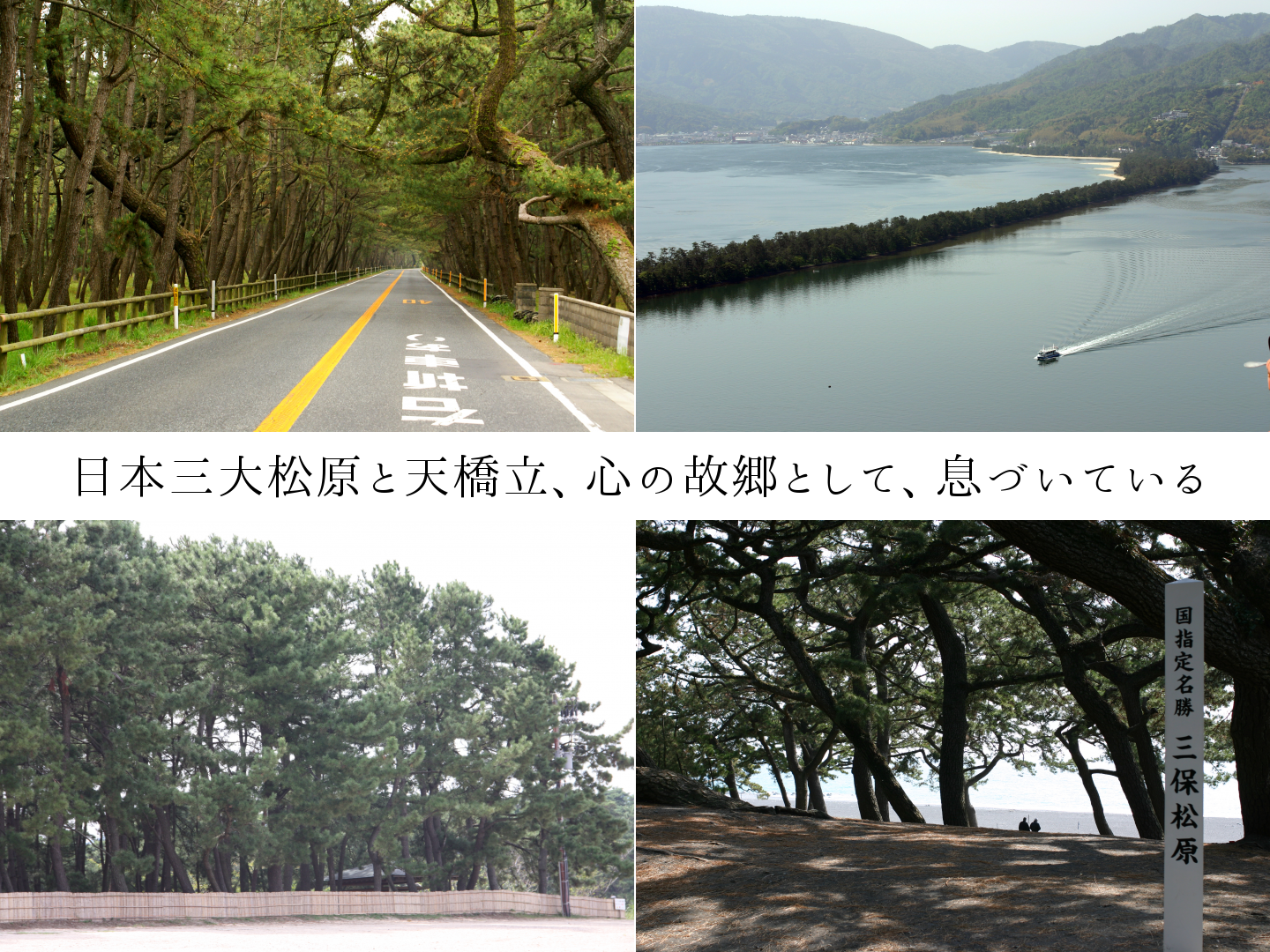 日本三大松原と天橋立、心の故郷として、息づいている