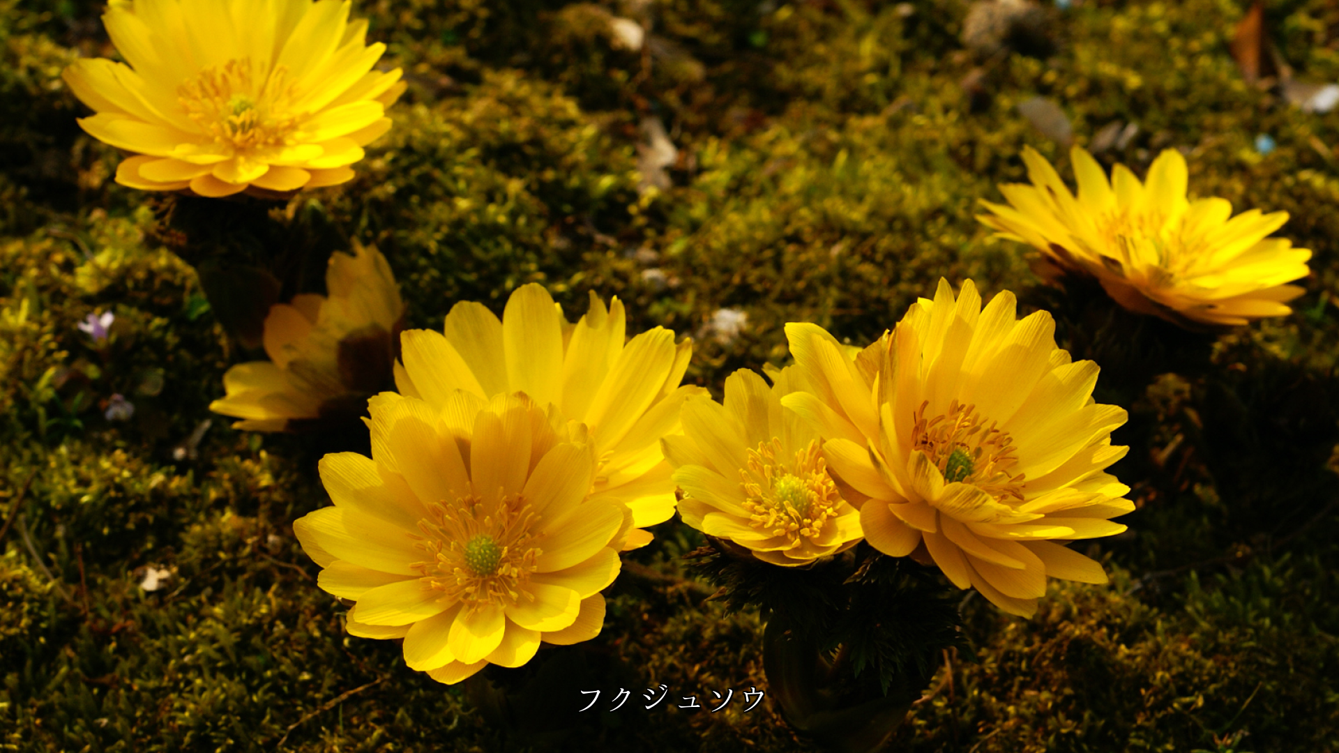 明るさとエネルギーを示す黄色 その色を持っ花たち 人生にも寄り添う