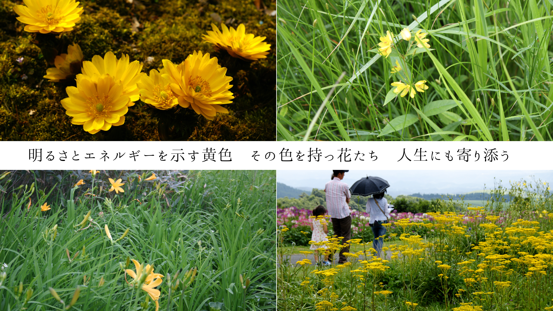 明るさとエネルギーを示す黄色 その色を持っ花たち 人生にも寄り添う