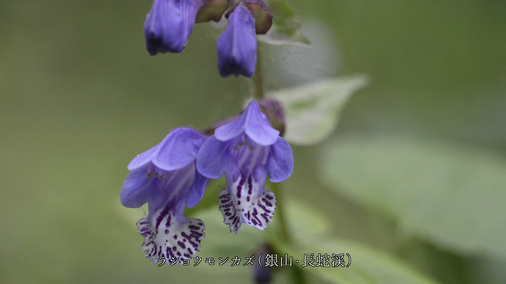 ���ʤ�����ͤ��줯�ȡ����Ф��֤����Ļ翧����β֤������餭³���Ƥ�