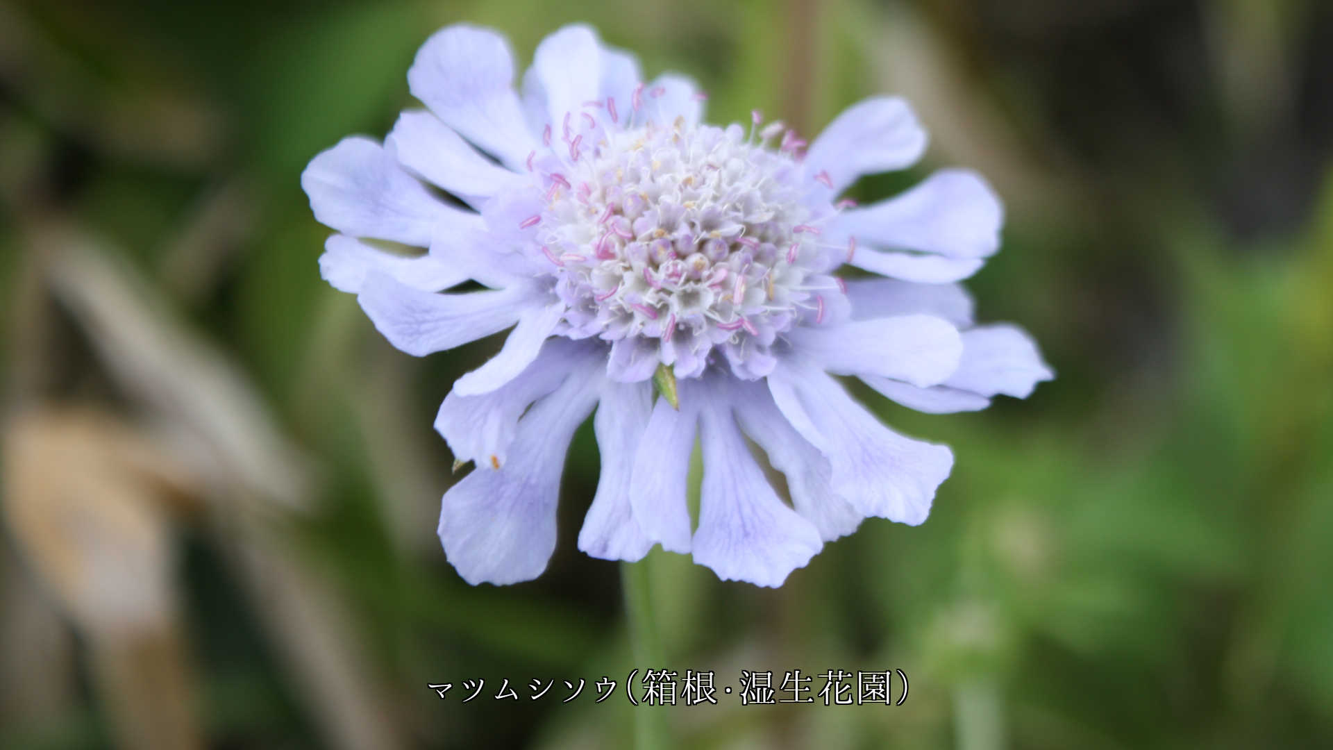 ���ʤ�����ͤ��줯�ȡ����Ф��֤����Ļ翧����β֤������餭³���Ƥ�