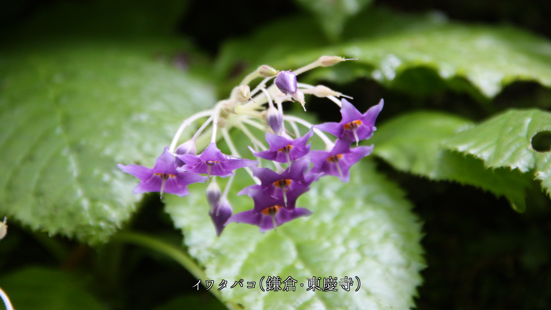 ���ʤ�����ͤ��줯�ȡ����Ф��֤����Ļ翧����β֤������餭³���Ƥ�