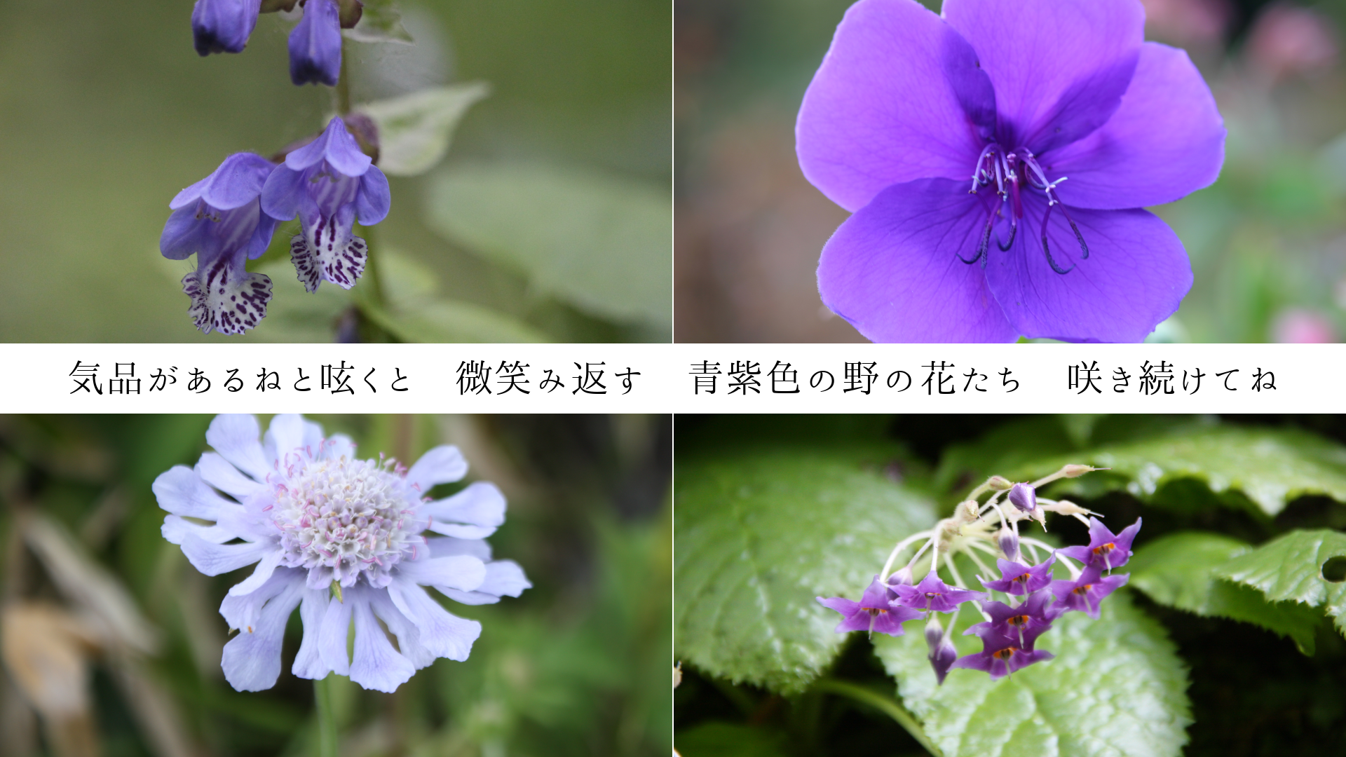 ���ʤ�����ͤ��줯�ȡ����Ф��֤����Ļ翧����β֤������餭³���Ƥ�