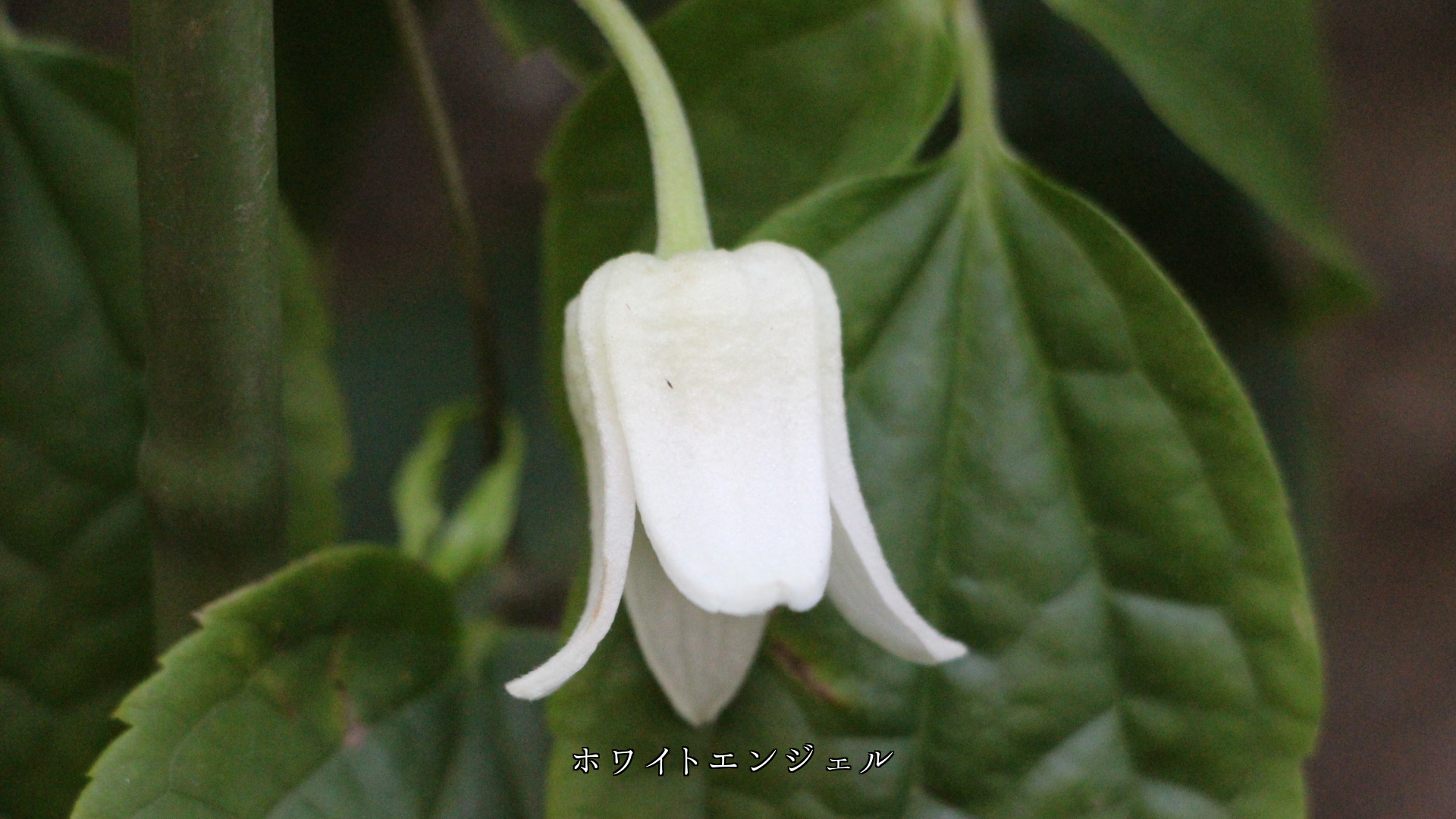 奥ゆかしく 頷くように 咲いている白い花たち 清楚ですね