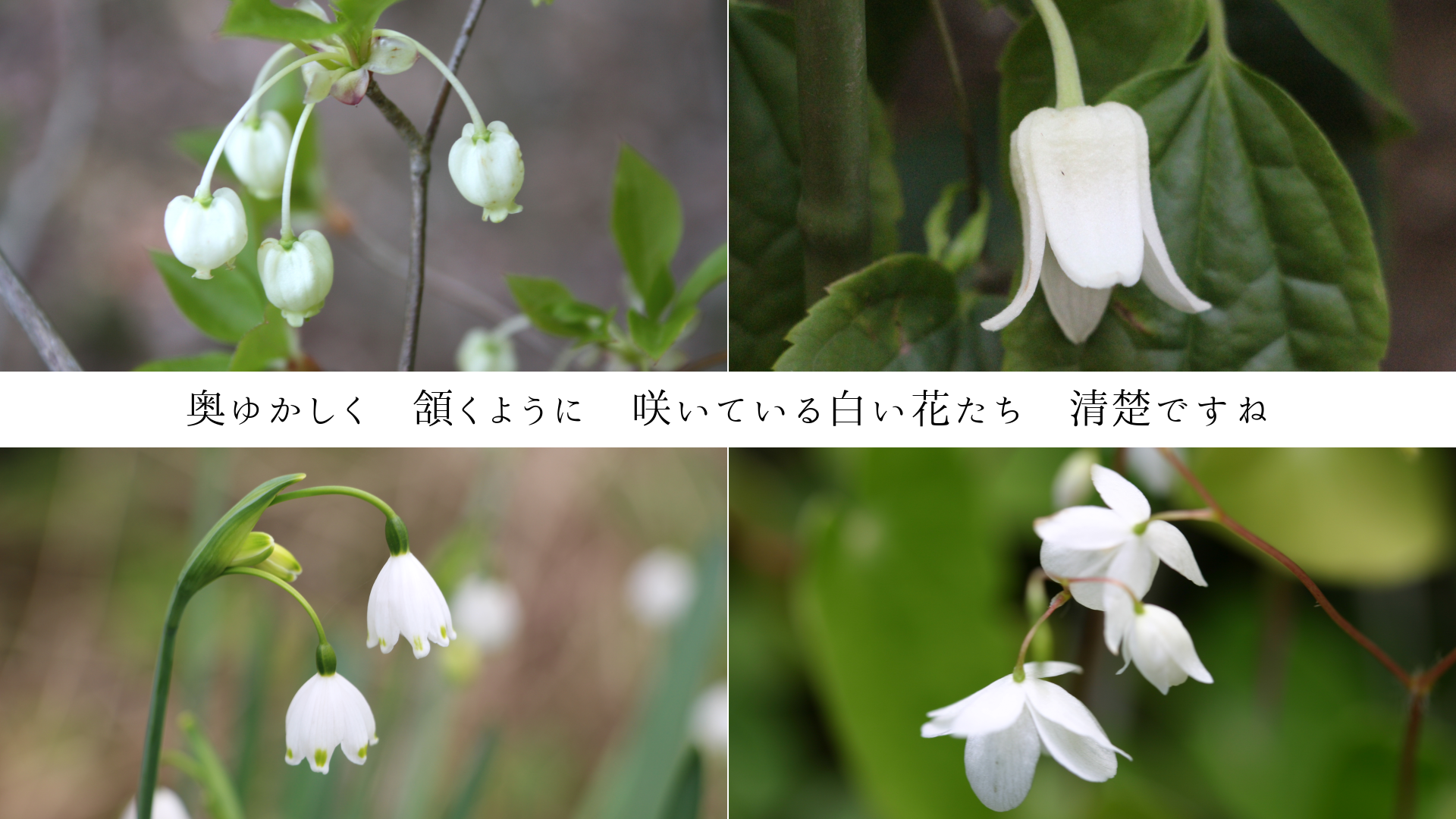 奥ゆかしく 頷くように 咲いている白い花たち 清楚ですね