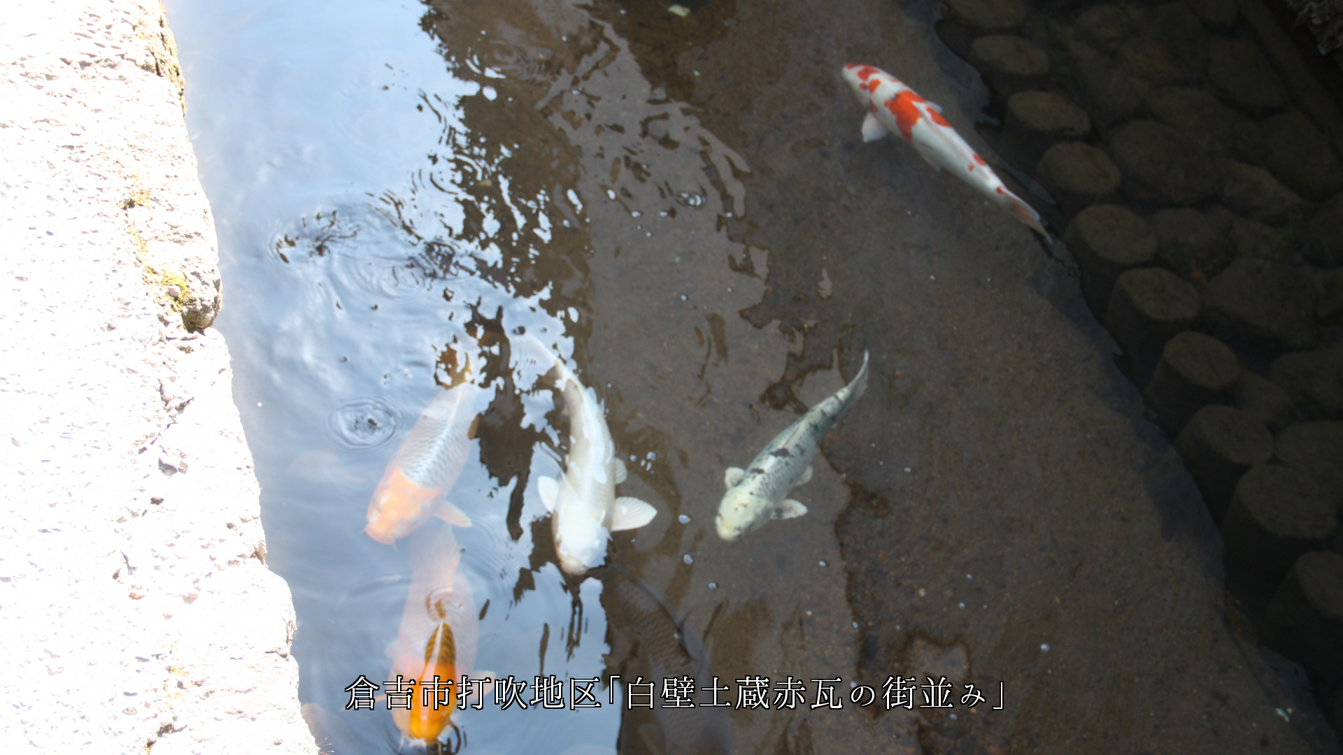 水路や用水で、色んな鯉が泳ぎ遊ぶ街並み、情緒と街の文化が息づいている