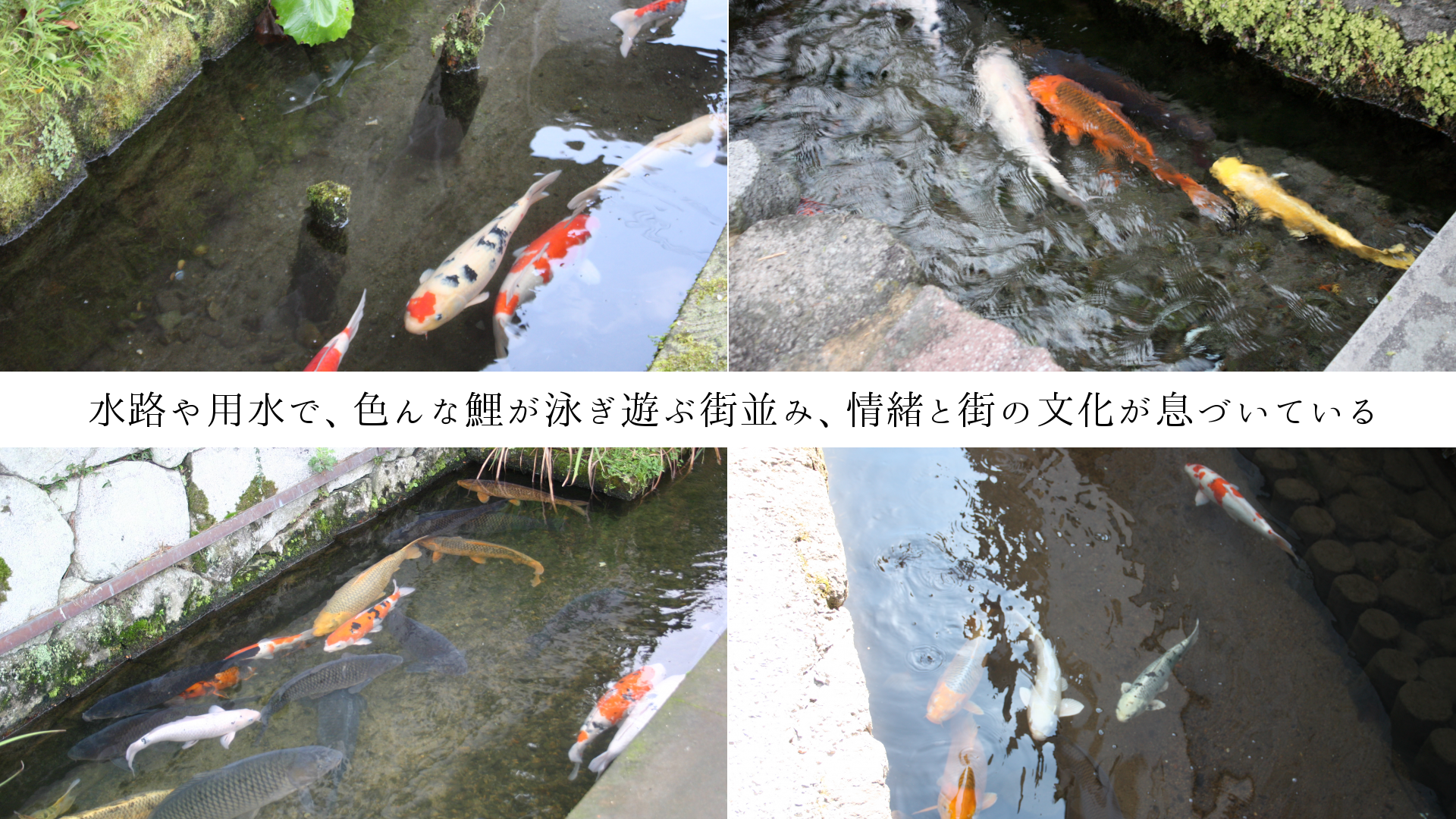 水路や用水で、色んな鯉が泳ぎ遊ぶ街並み、情緒と街の文化が息づいている