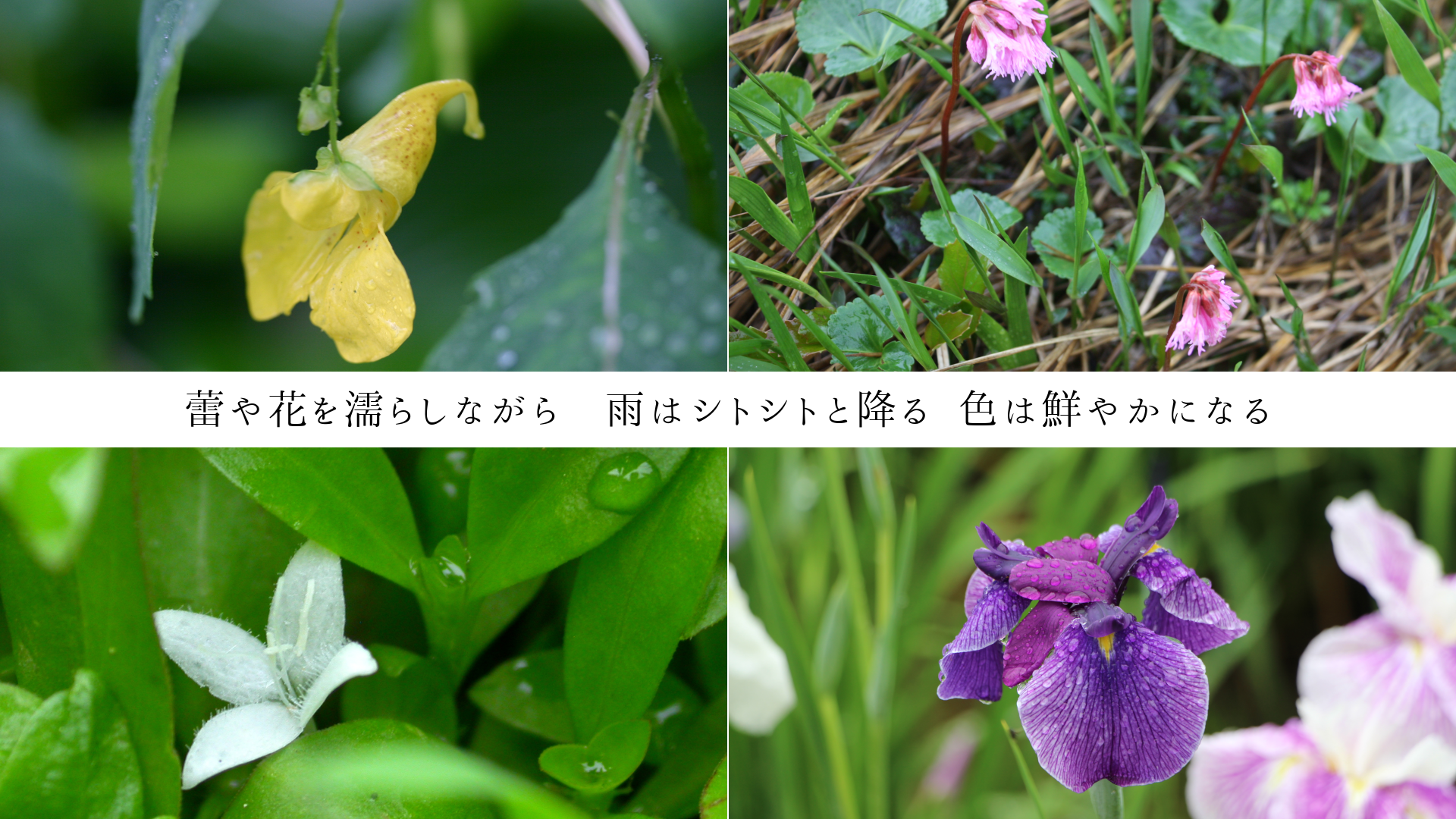 鲤֤Ǩ餷ʤ顡ϥȥȤȹߤ  䤫ˤʤ