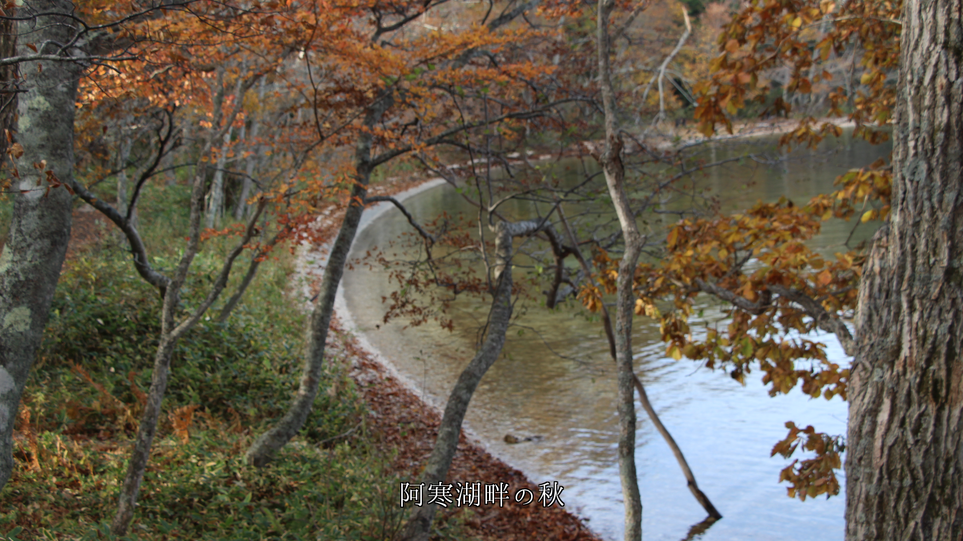 湖沼の秋模様、風に揺れると水面も揺れる　心のアルバムになる
