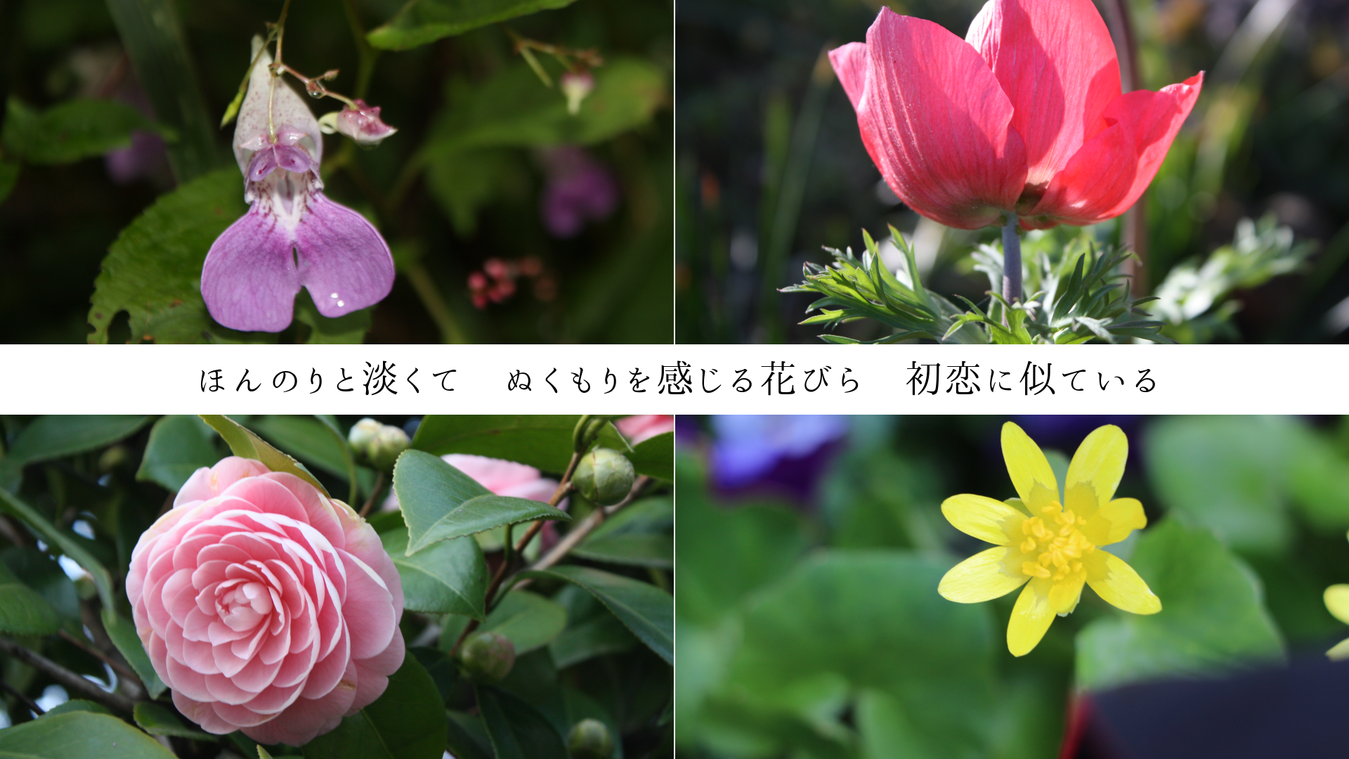 ۤΤøơ̤򴶤֤Ӥ顡˻Ƥ