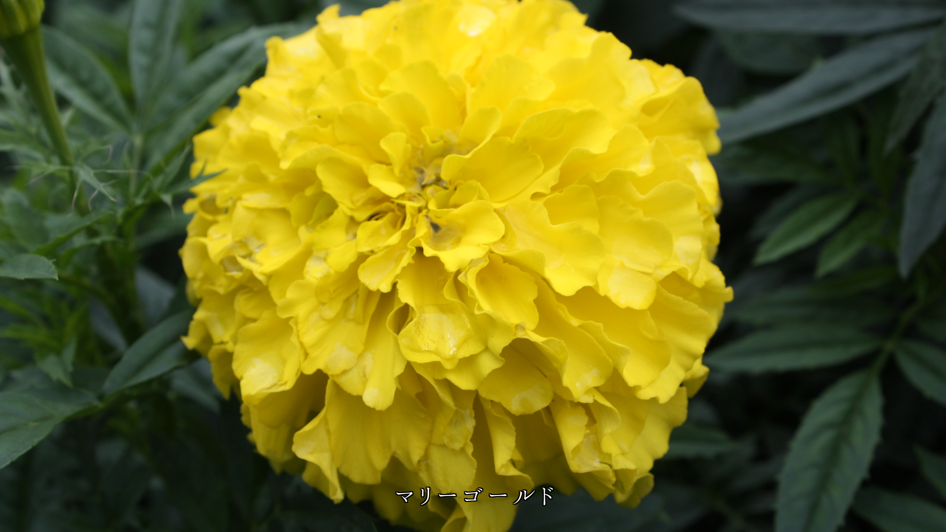 小さな花が集まり 美しさを増す集合花 共に助け合っている