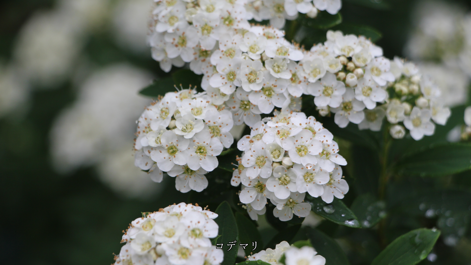 小さな花が集まり 美しさを増す集合花 共に助け合っている