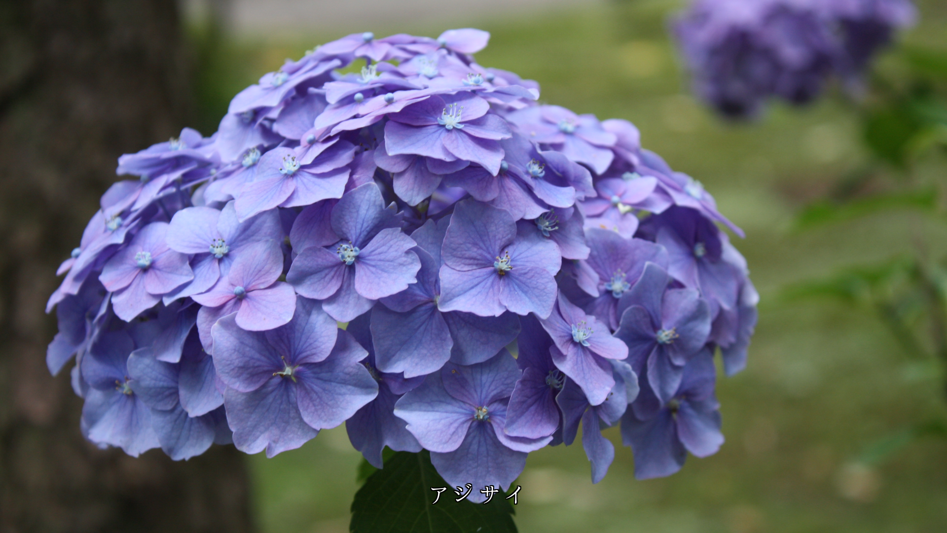 小さな花が集まり 美しさを増す集合花 共に助け合っている