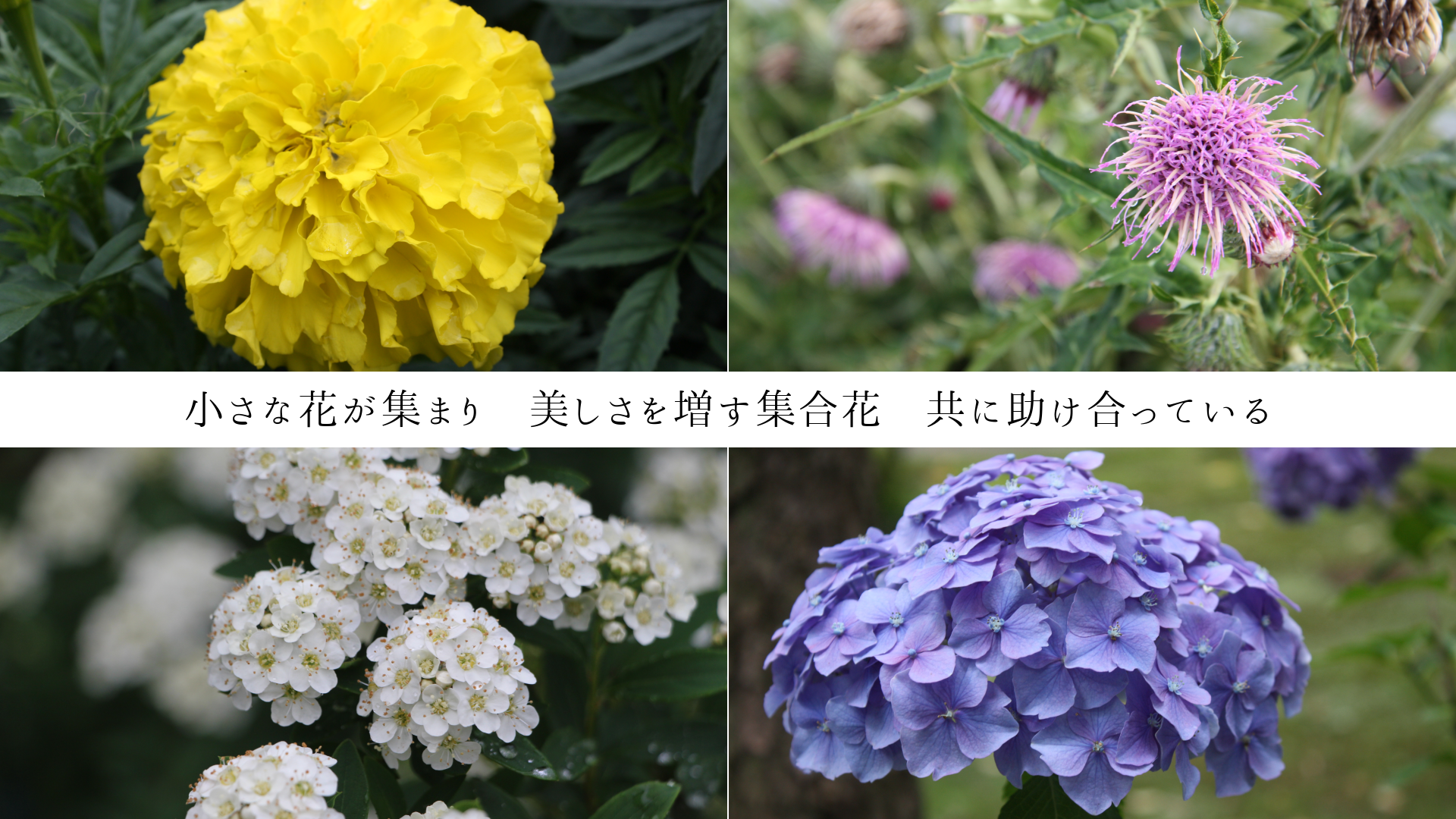 �����ʲ֤����ޤꡡ����������������֡����˽�����äƤ���