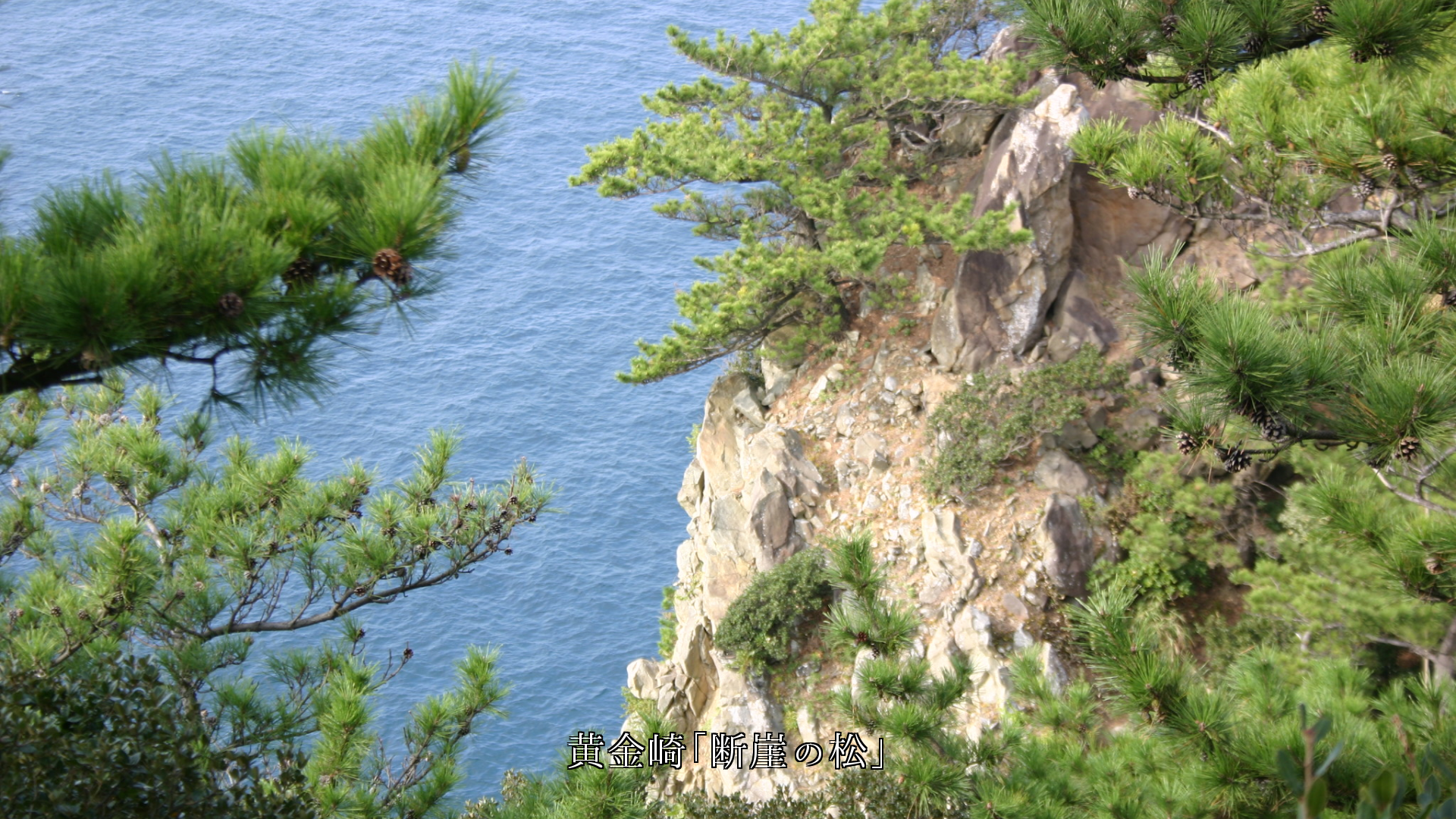 断崖や岩の上で　生える松の木　風や波に負けず　逞しくて美しい