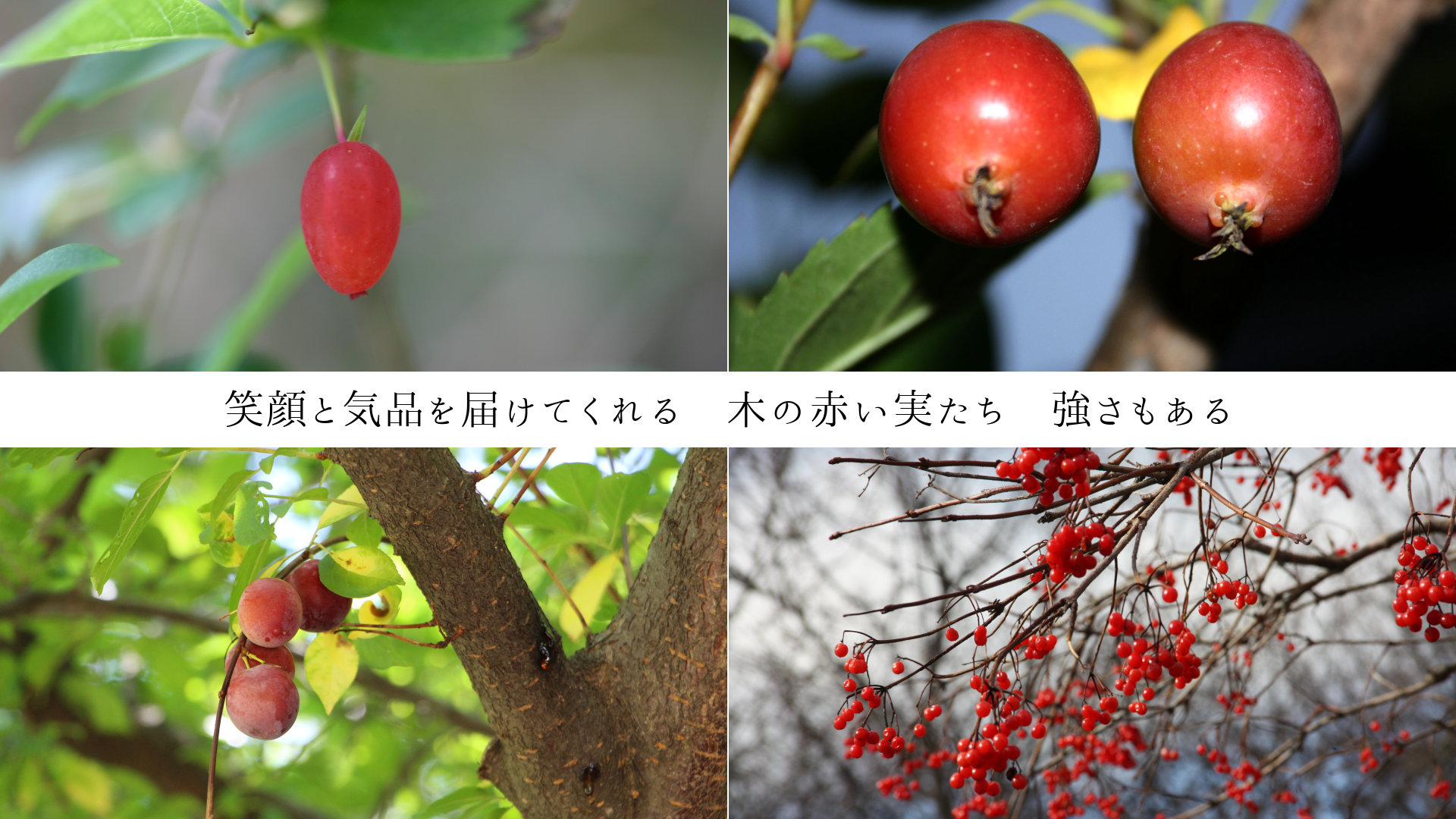 笑顔と気品を届けてくれる 木の赤い実たち 強さもある