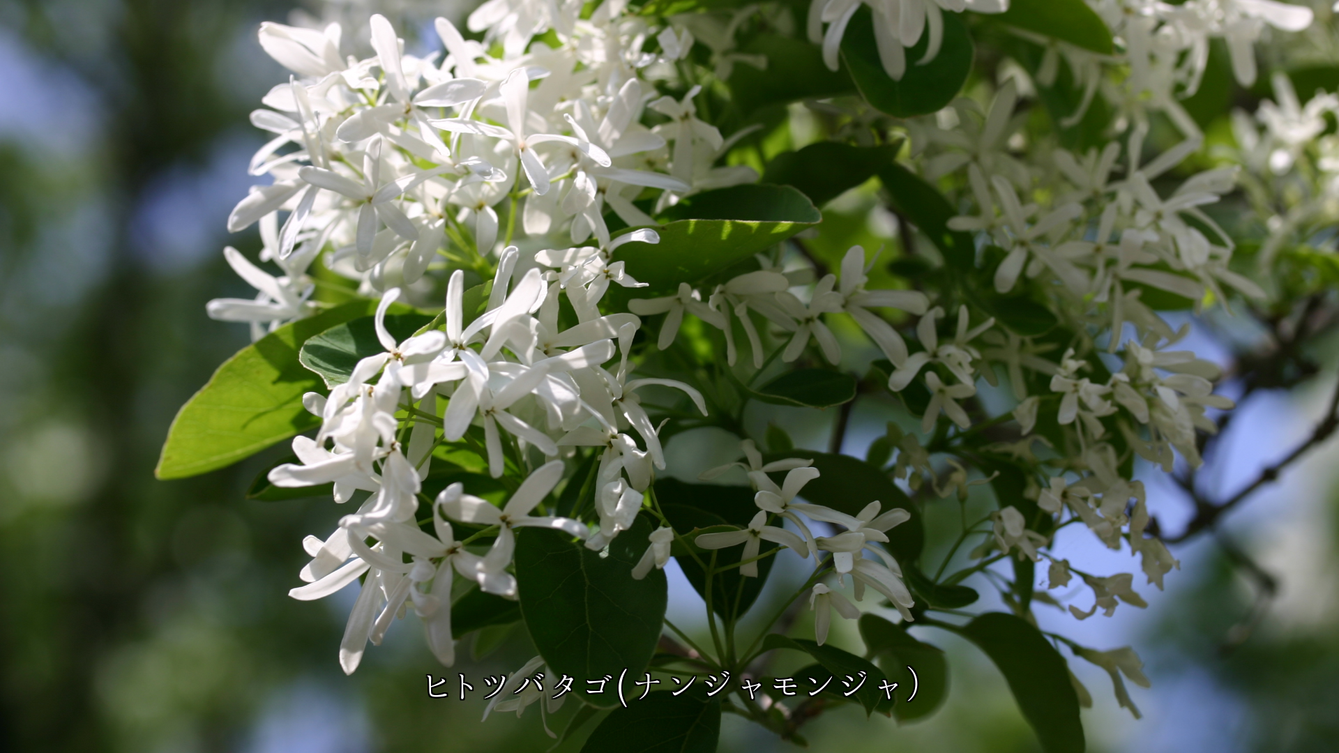 �٤�û�����β֤Ӥ������ڤβ֤���  ���٤ʻѤ�����������