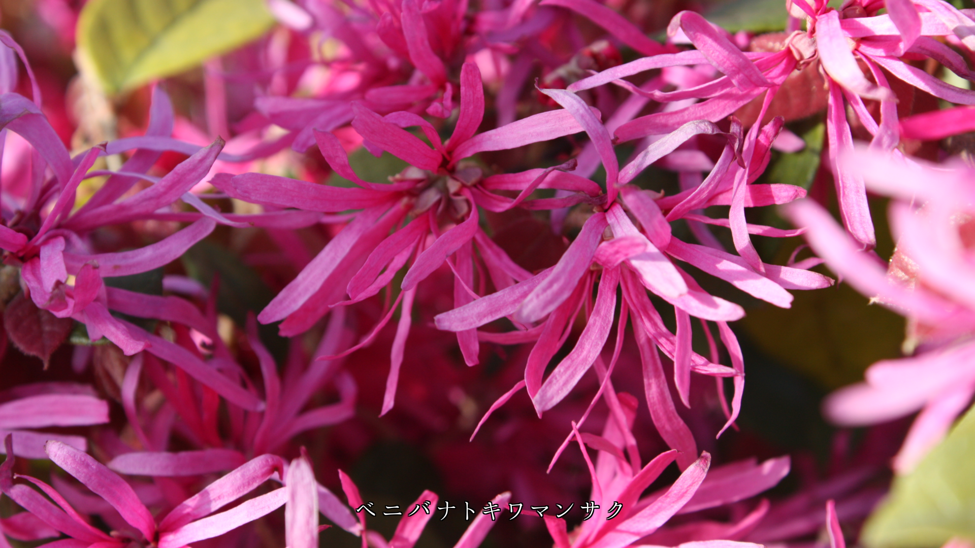 �٤�û�����β֤Ӥ������ڤβ֤���  ���٤ʻѤ�����������