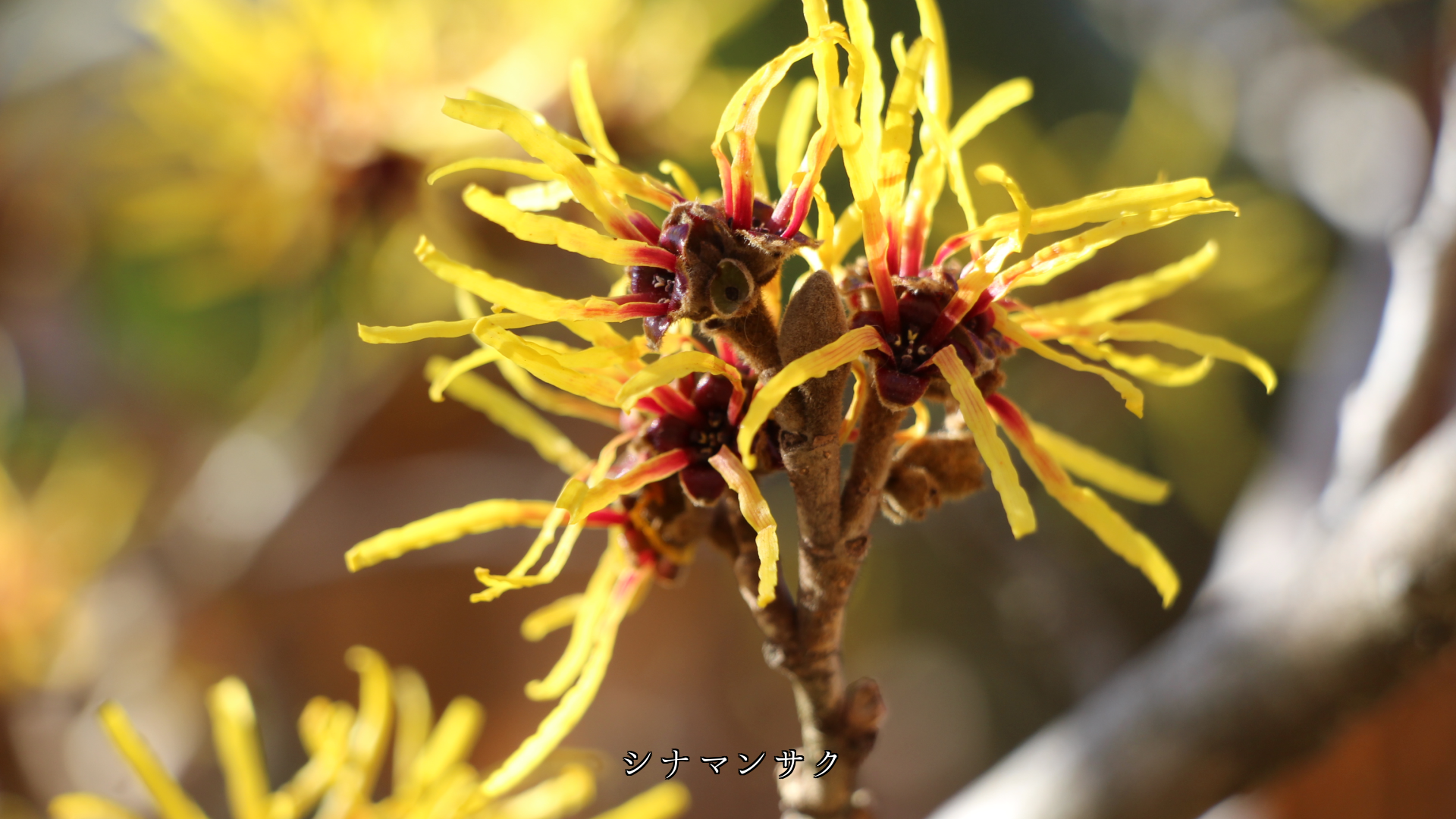 �٤�û�����β֤Ӥ������ڤβ֤���  ���٤ʻѤ�����������