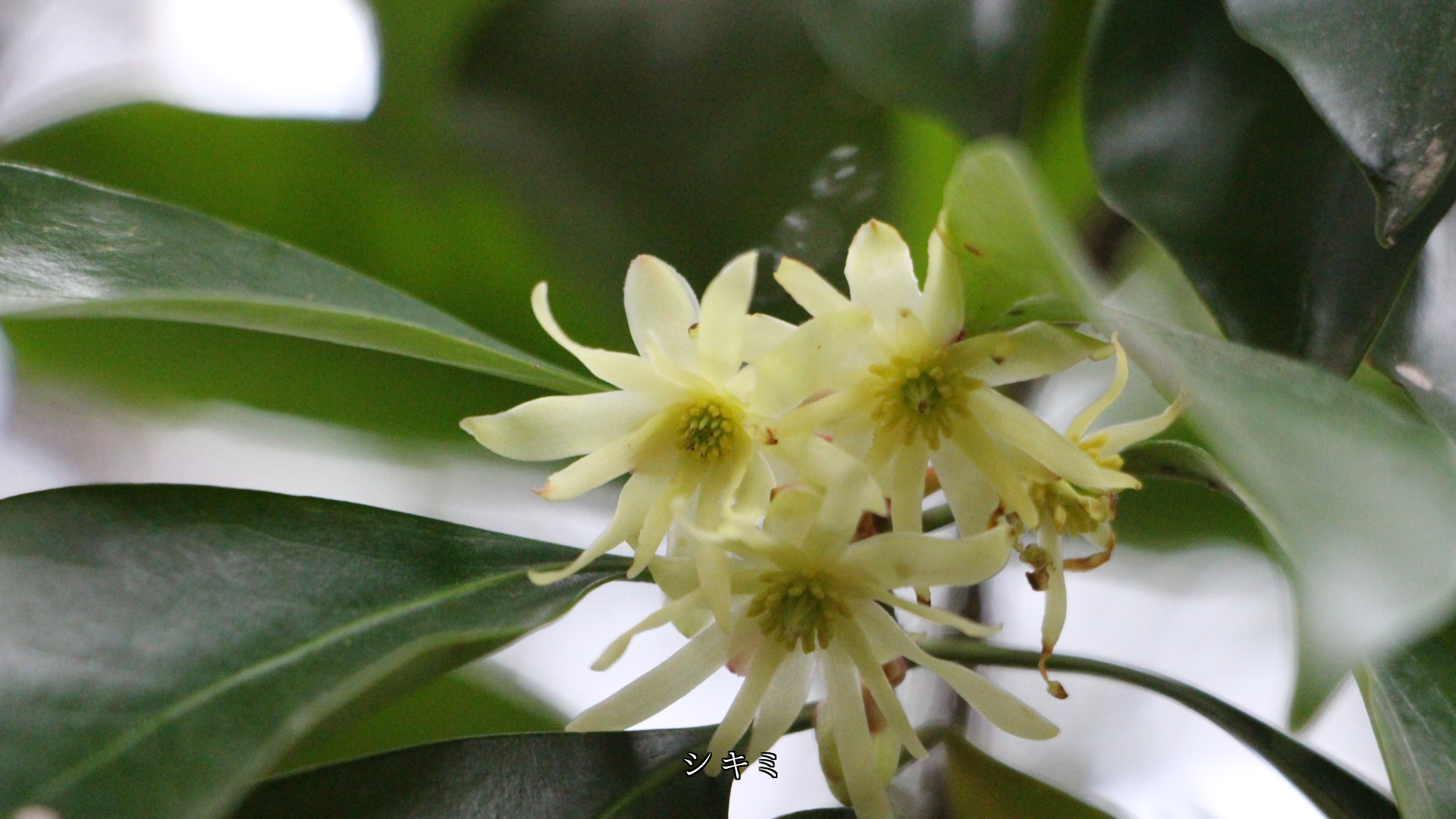 �٤�û�����β֤Ӥ������ڤβ֤���  ���٤ʻѤ�����������