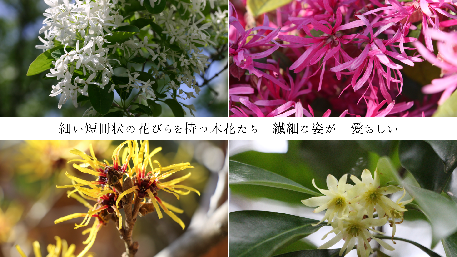 �٤�û�����β֤Ӥ������ڤβ֤���  ���٤ʻѤ�����������