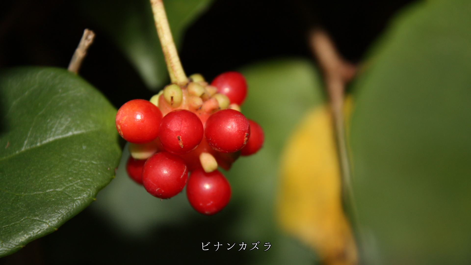 各地で出会った赤い実たち 集まって輝く姿に なぜか心も燃える