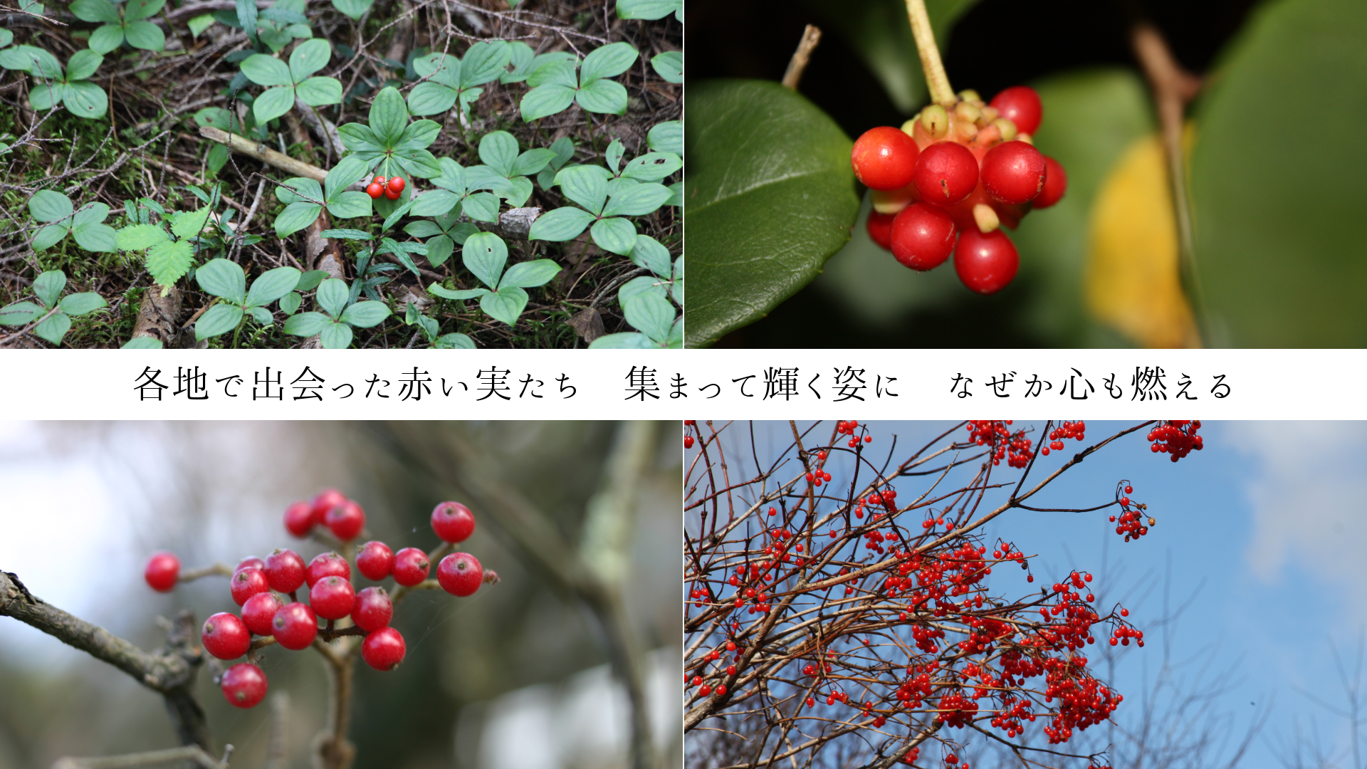 各地で出会った赤い実たち 集まって輝く姿に なぜか心も燃える