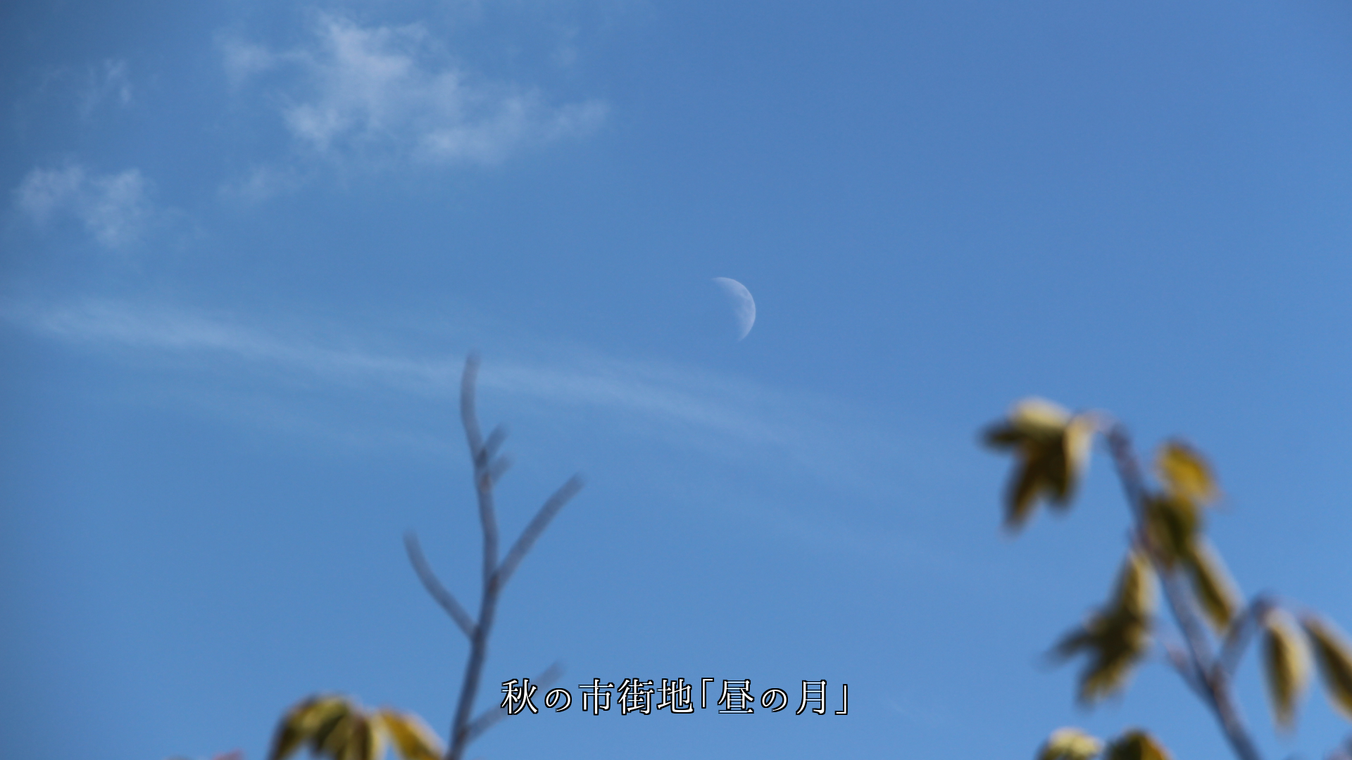 姿を変える月 夜だけでなく朝や昼にも 月は四季を巡り生きている