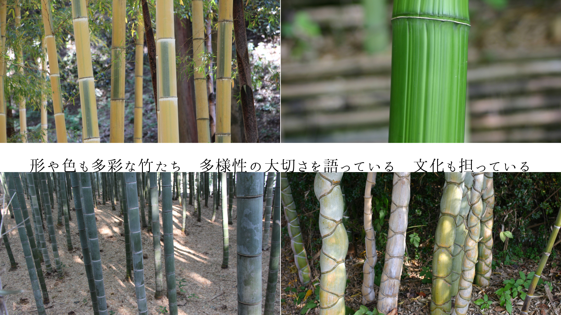 形や色も多彩な竹たち　多様性の大切さを語っている　文化も担っている
　