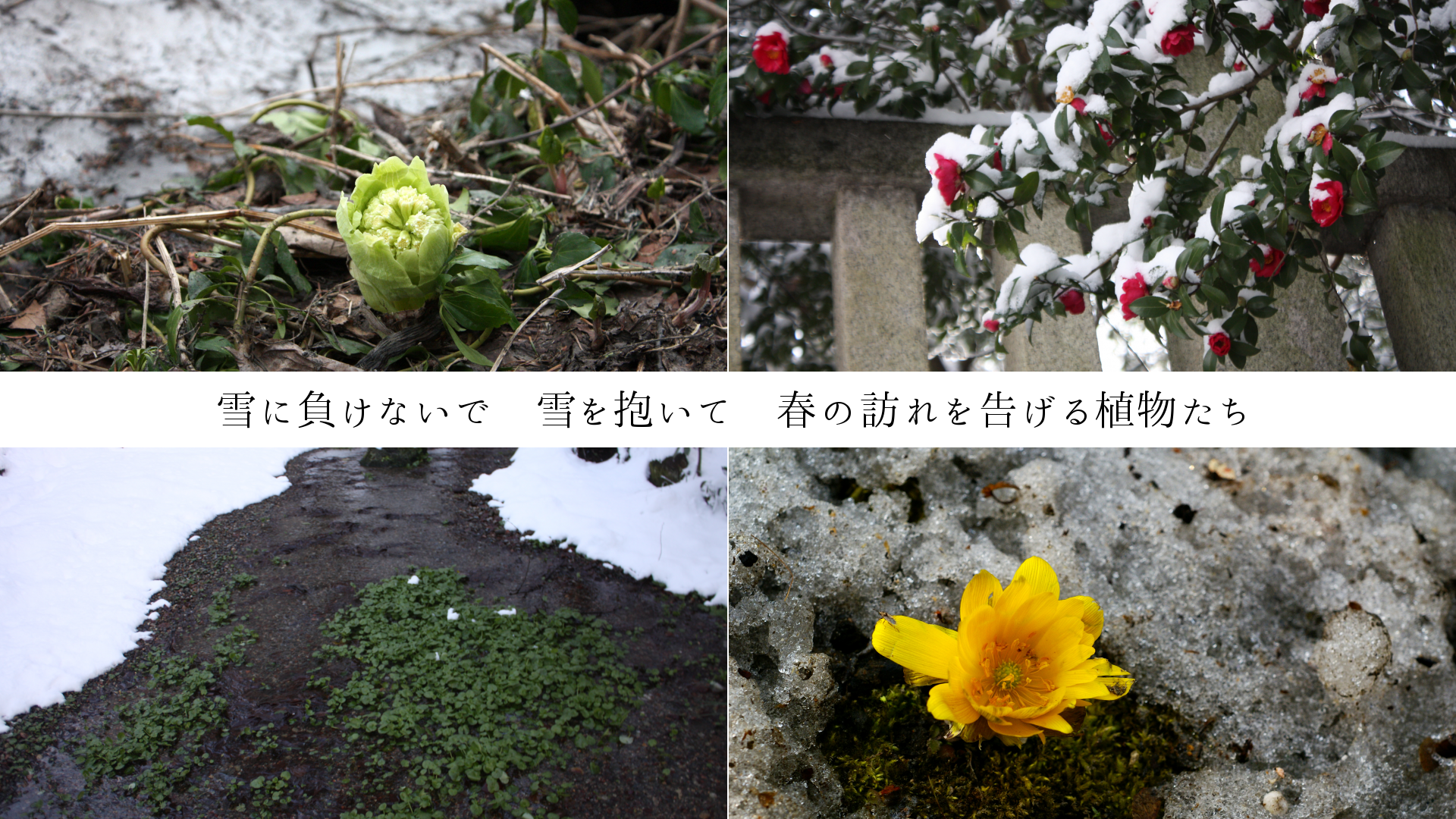 雪に負けないで　雪を抱いて　春の訪れを告げる植物たち