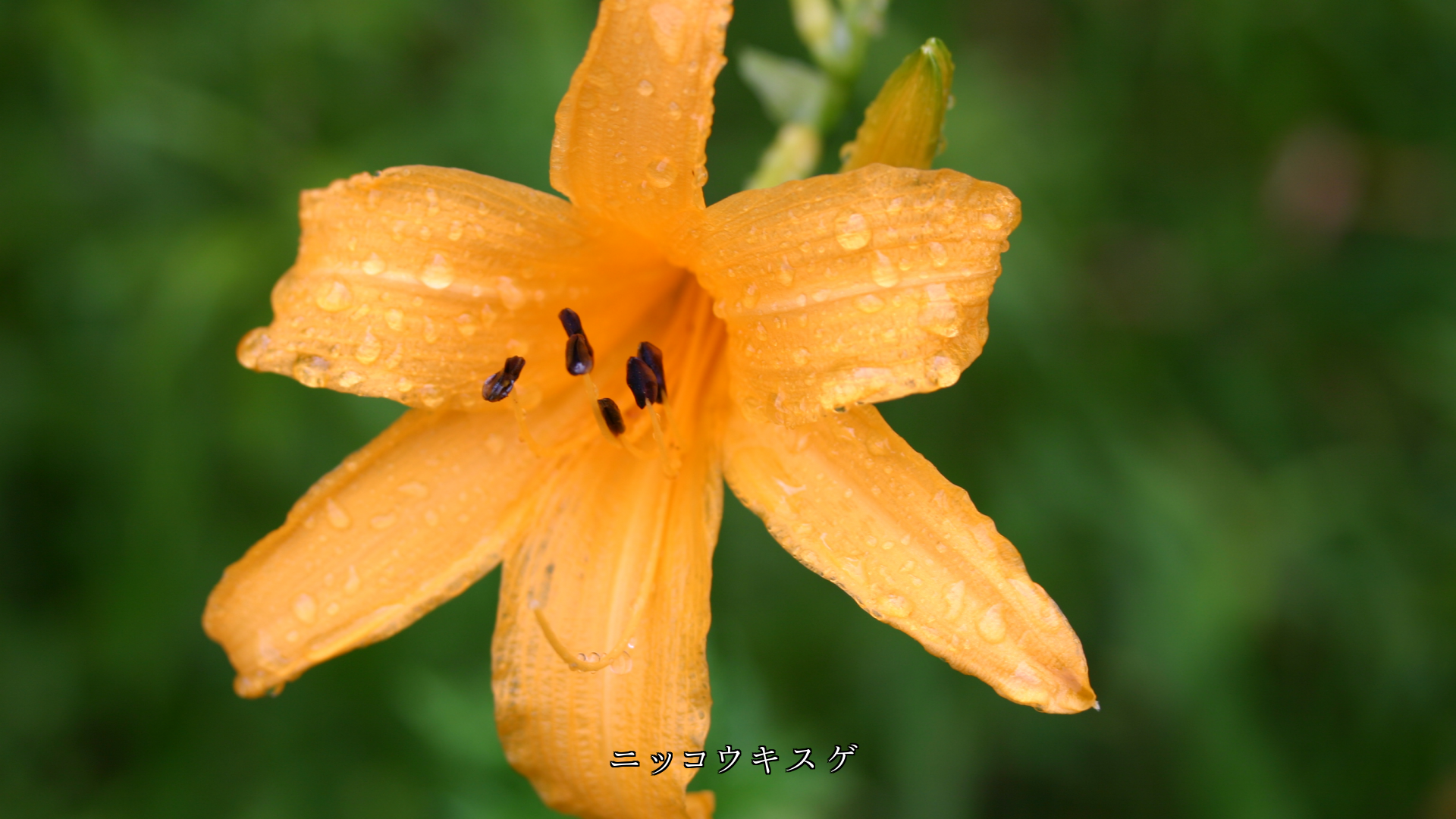 雨滴を宿す小さな花たち　みんな新鮮になって　生き生きしている