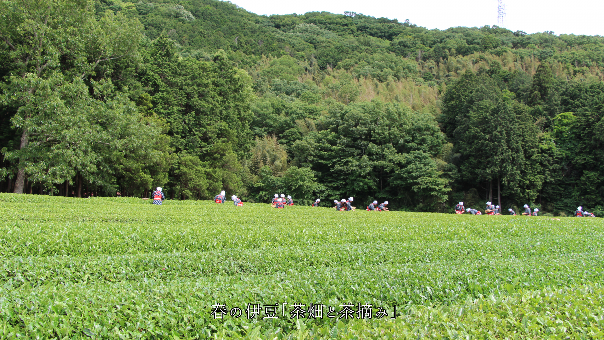 丘の斜面で陽を浴びて　育つ各地の茶畑　お茶は体と心を癒す