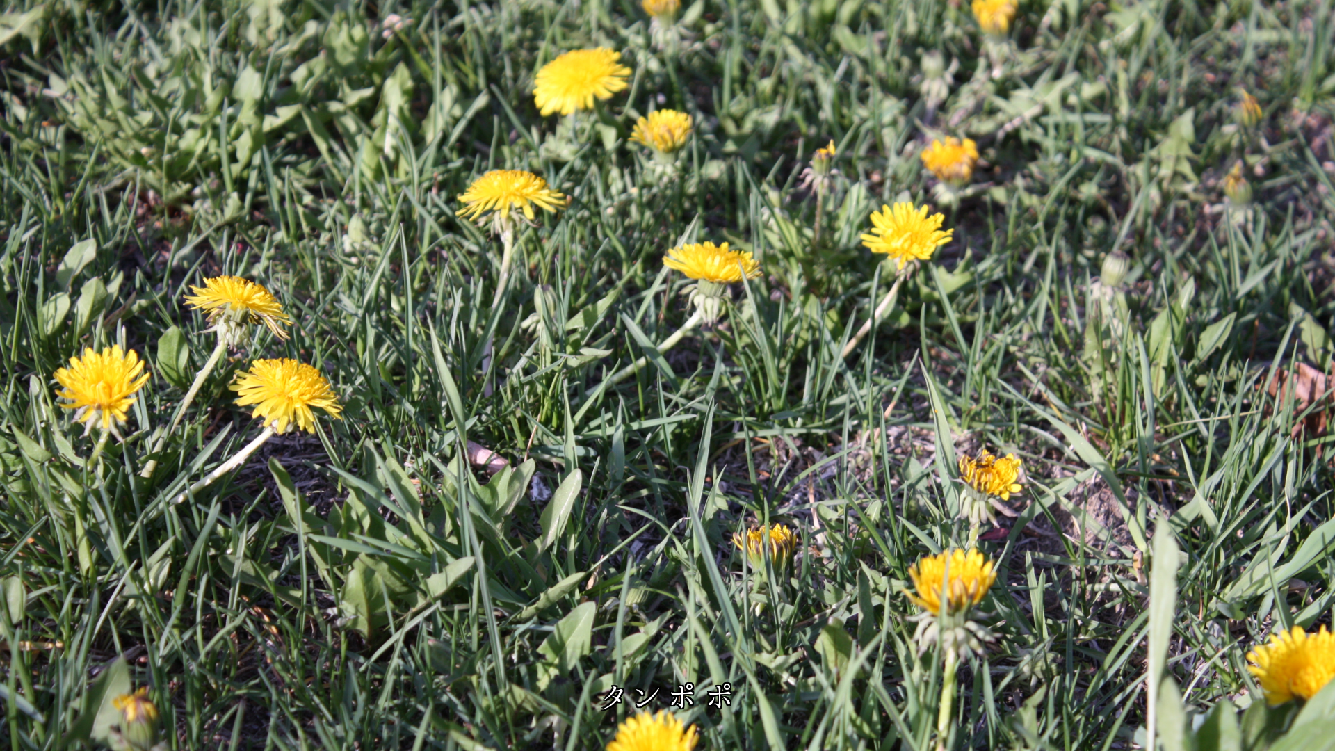 野原で春の訪れを告げる　小さな優しい花たち　心がほっこり