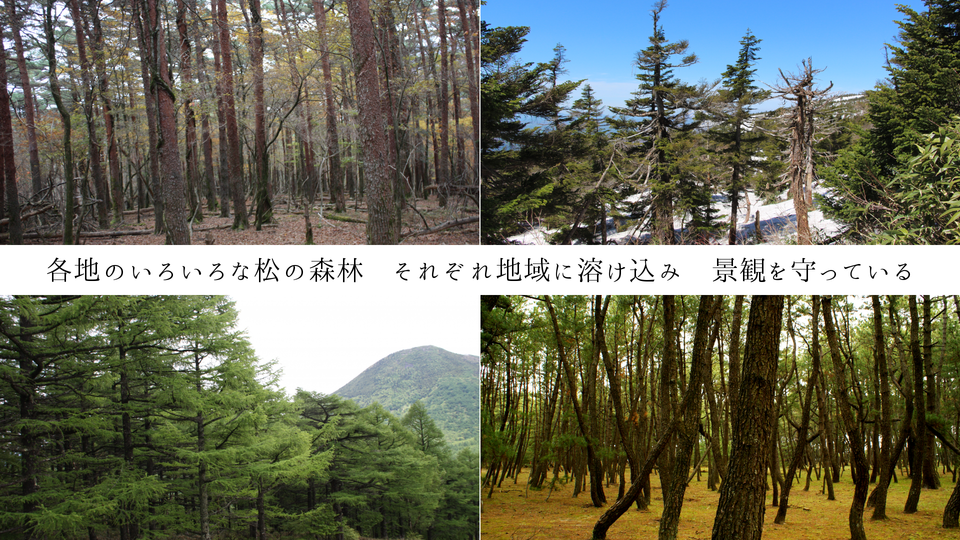 各地のいろいろな松の森林　それぞれ地域に溶け込み　景観を守っている