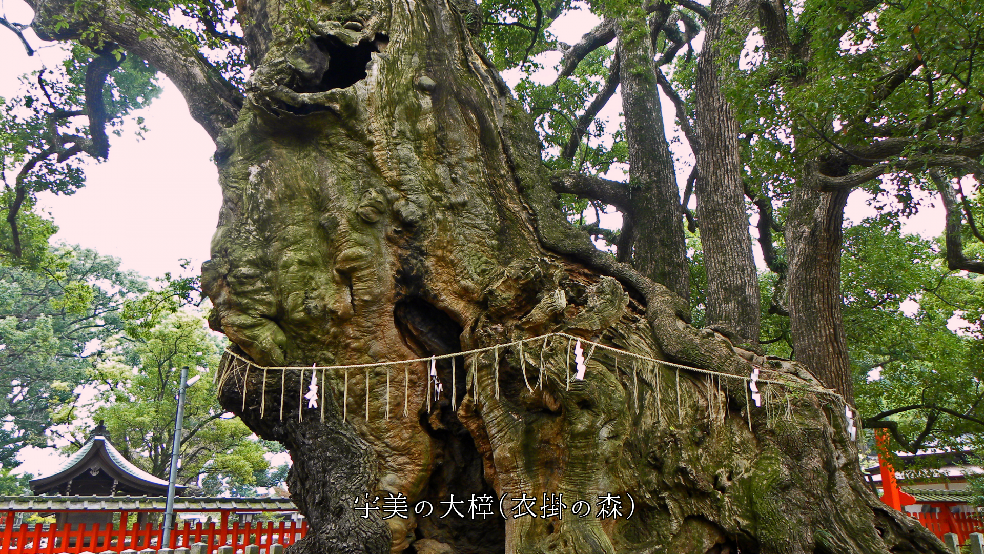 各地の楠の巨樹　幹の空洞、根の張り、年月を越えた風格が迫りくる