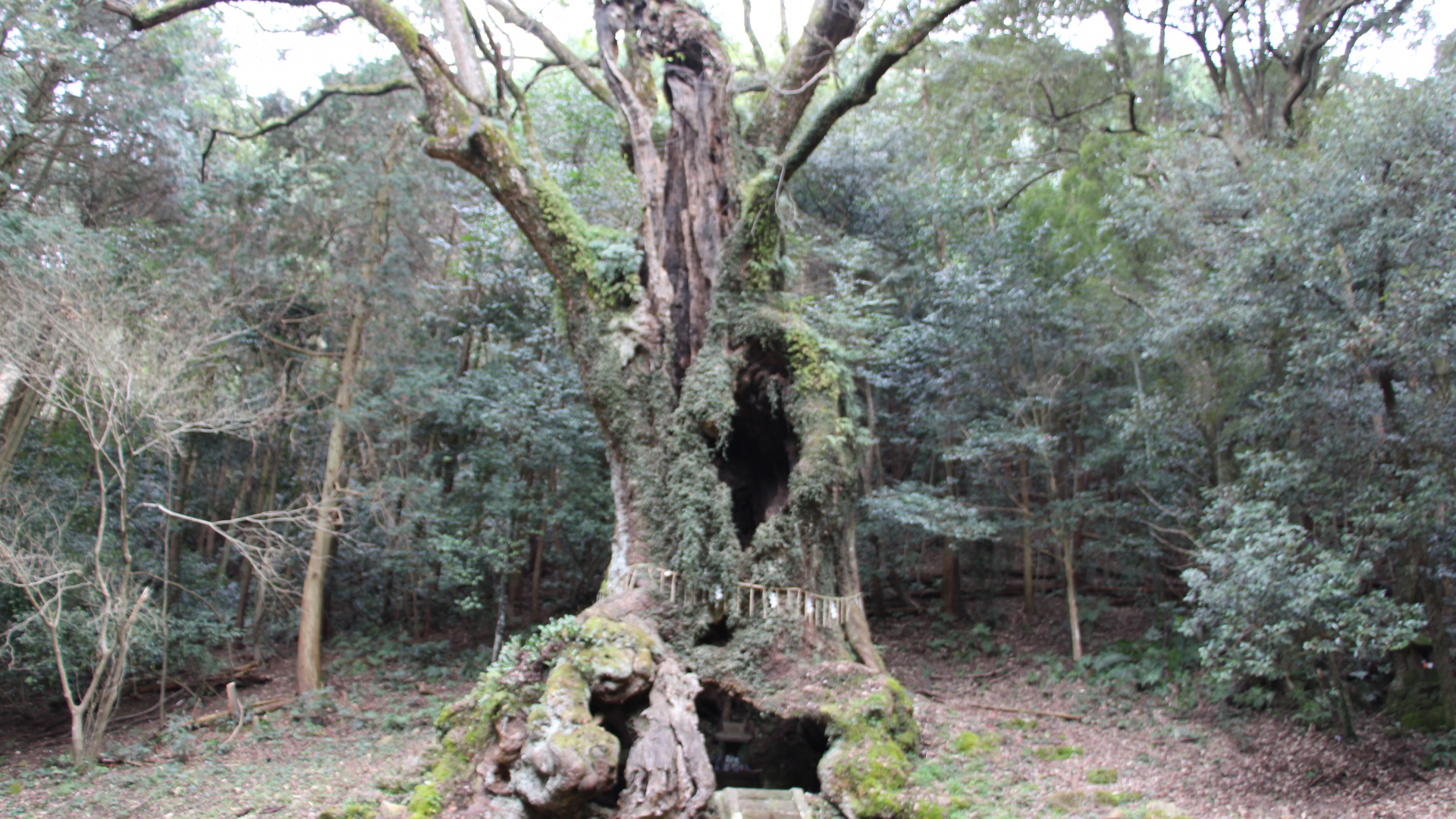 各地の楠の巨樹　幹の空洞、根の張り、年月を越えた風格が迫りくる