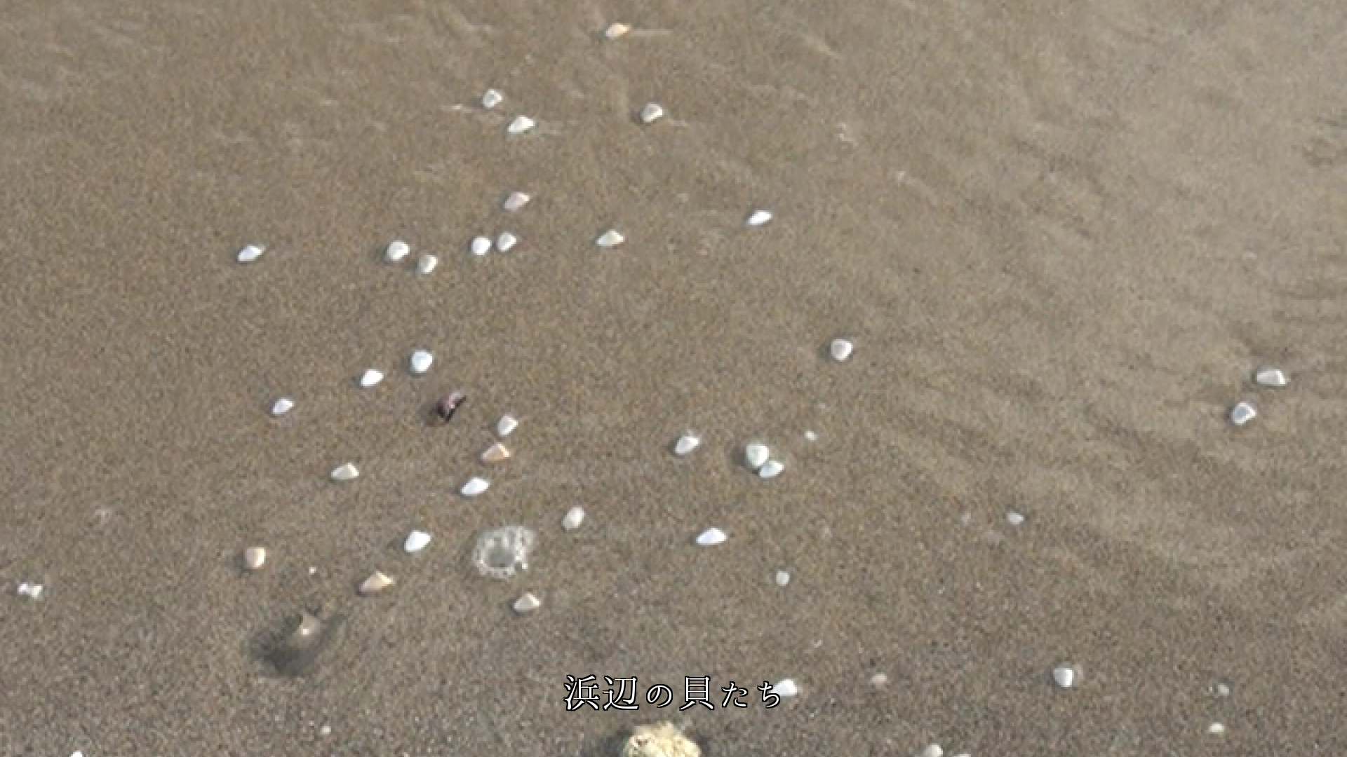 浜辺は砂丘、砂岩、砂と波となって動いている　貝や植物も育む