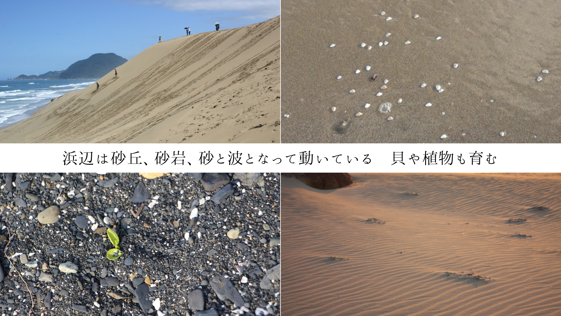 浜辺は砂丘、砂岩、砂と波となって動いている　貝や植物も育む