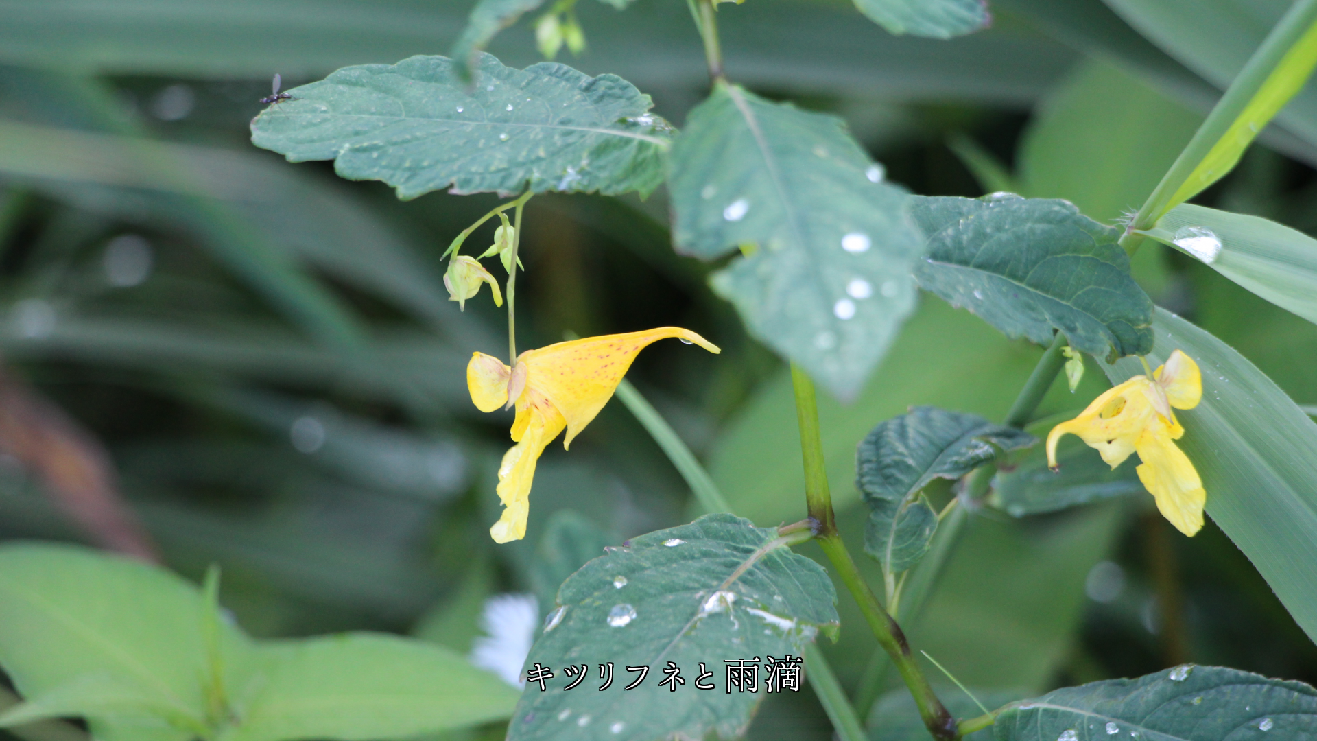 雨気を含む青草の葉　色香を含んだ花や実　風と共に渡りくる