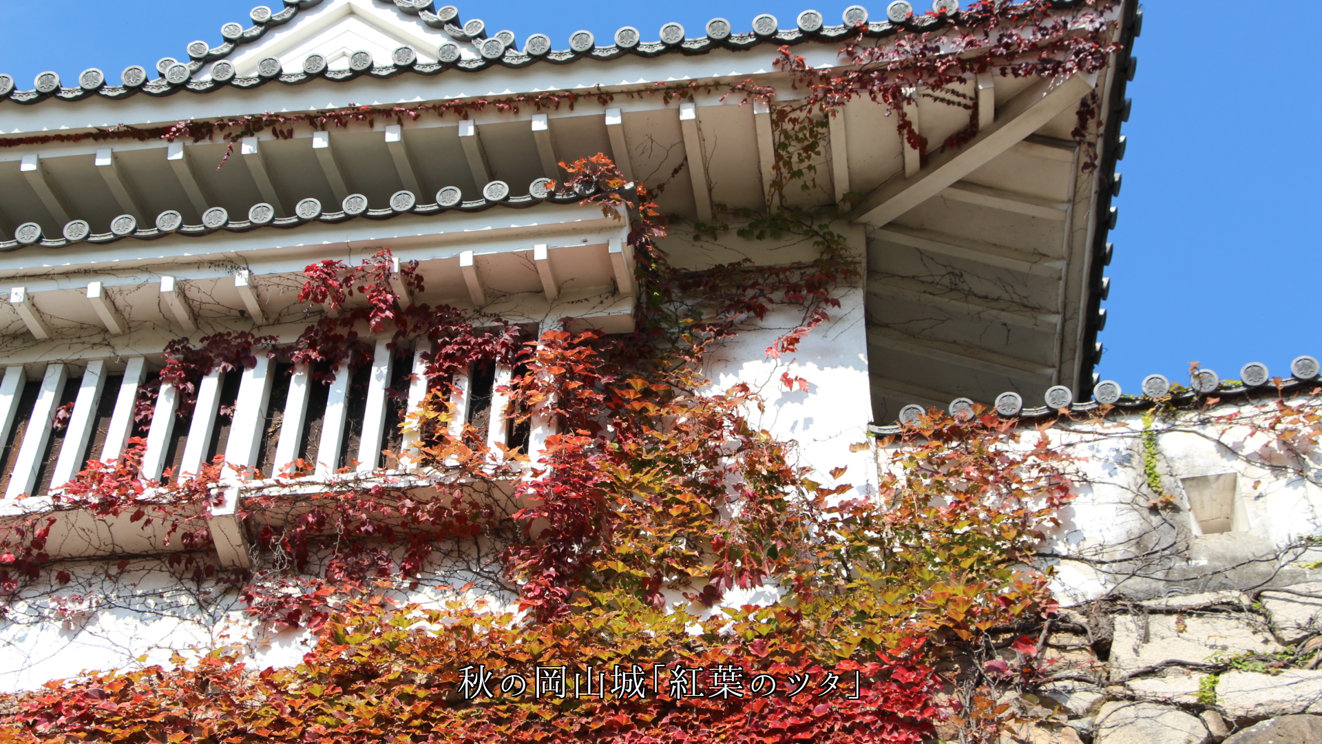 ツタが這う レンガや木造の建物の壁 城の石垣 季節の風情を高める