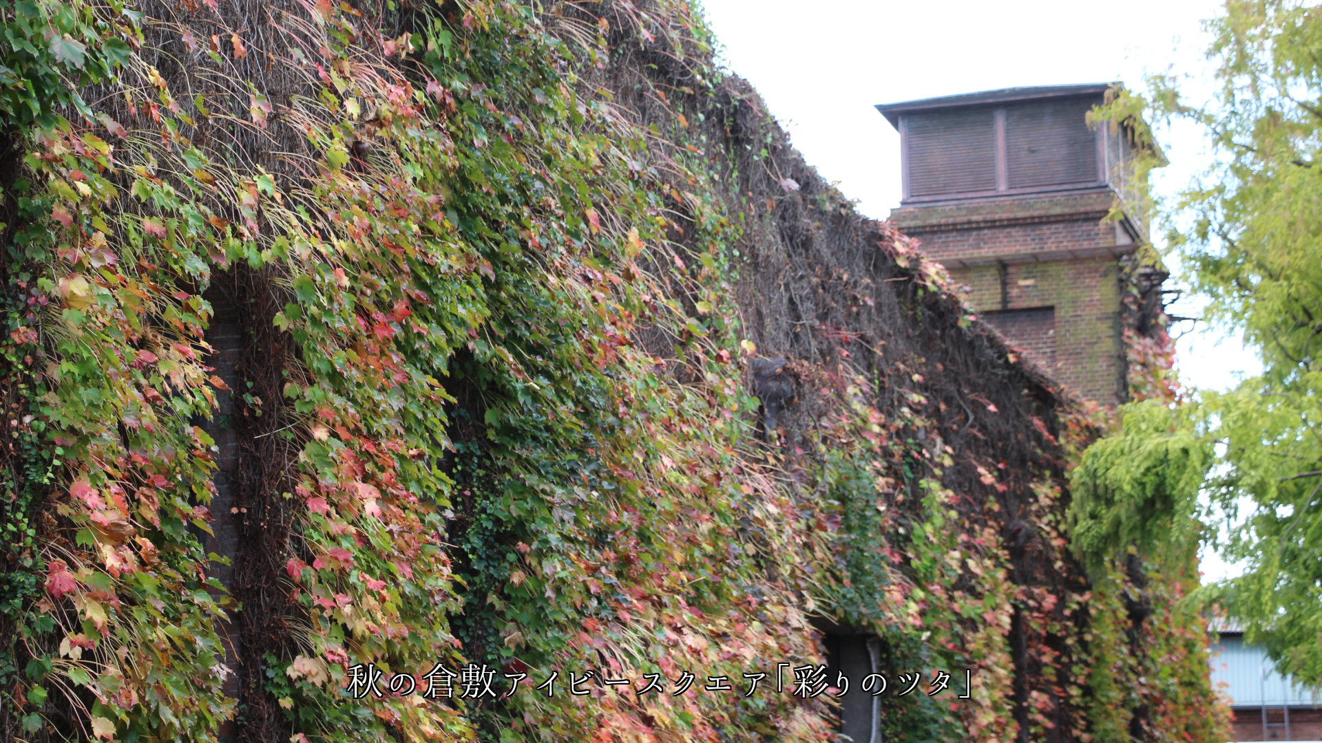 ツタが這う レンガや木造の建物の壁 城の石垣 季節の風情を高める